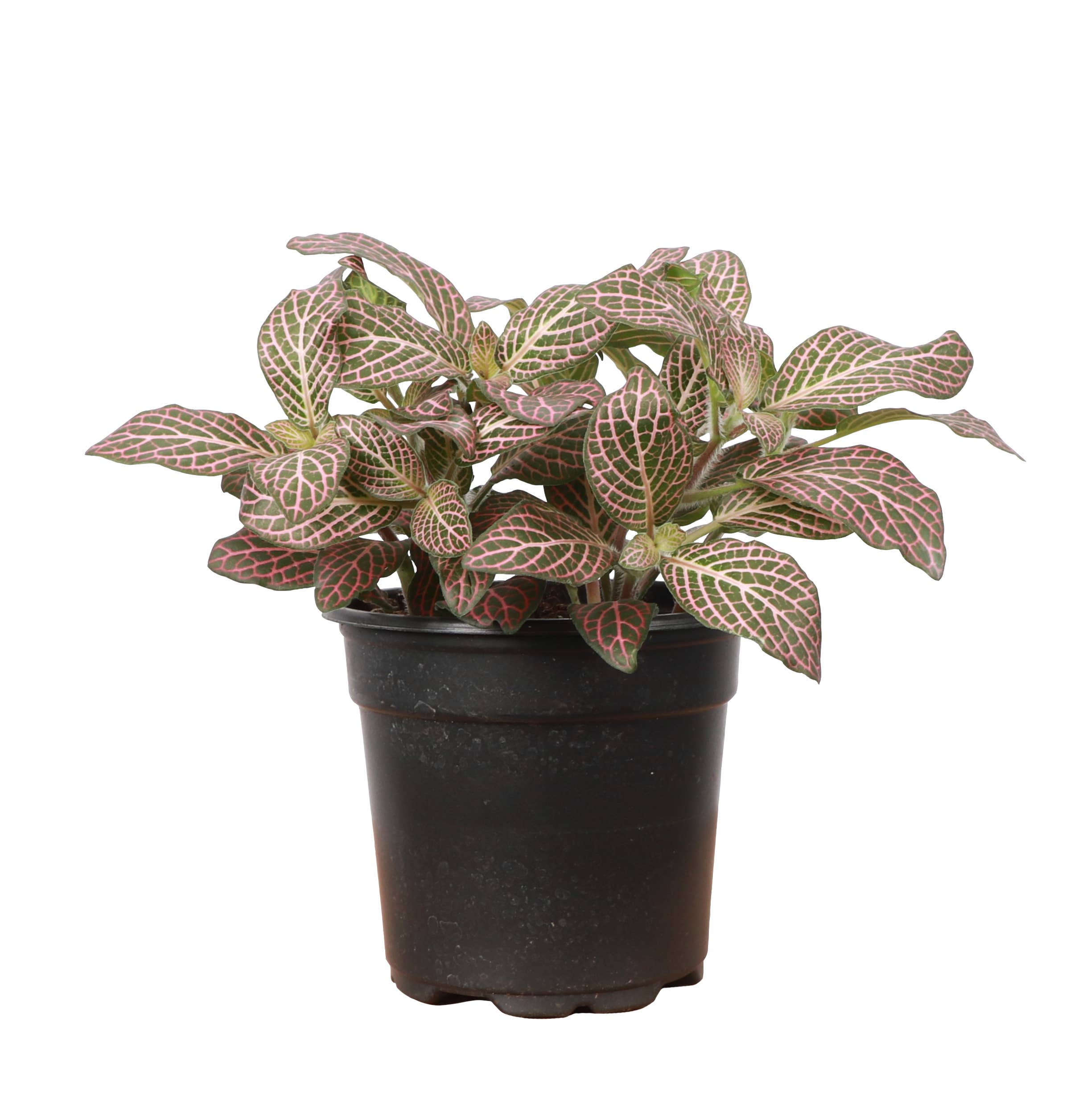 Pink Fittonia Nerve Plant -3”