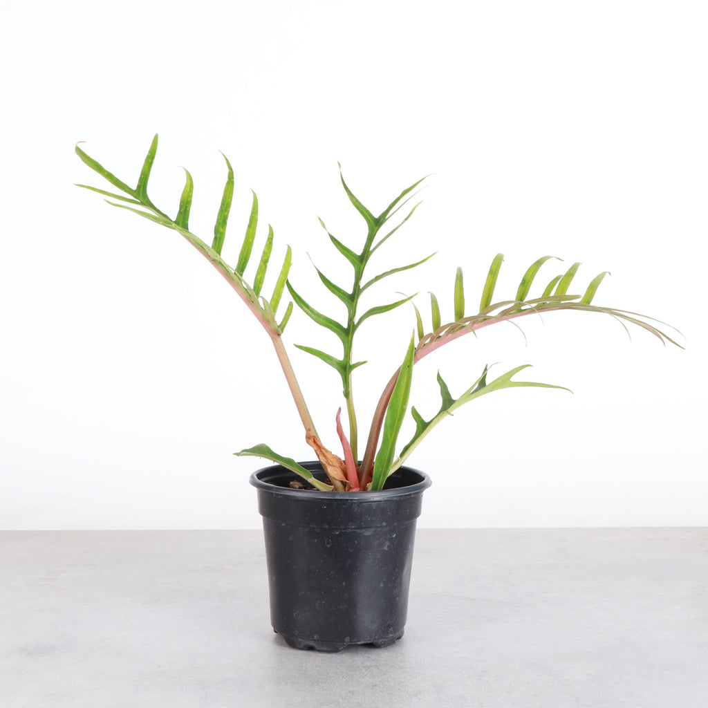 Philodendron Tortum - 4” - Rare