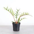 Philodendron Tortum - 4” - Rare