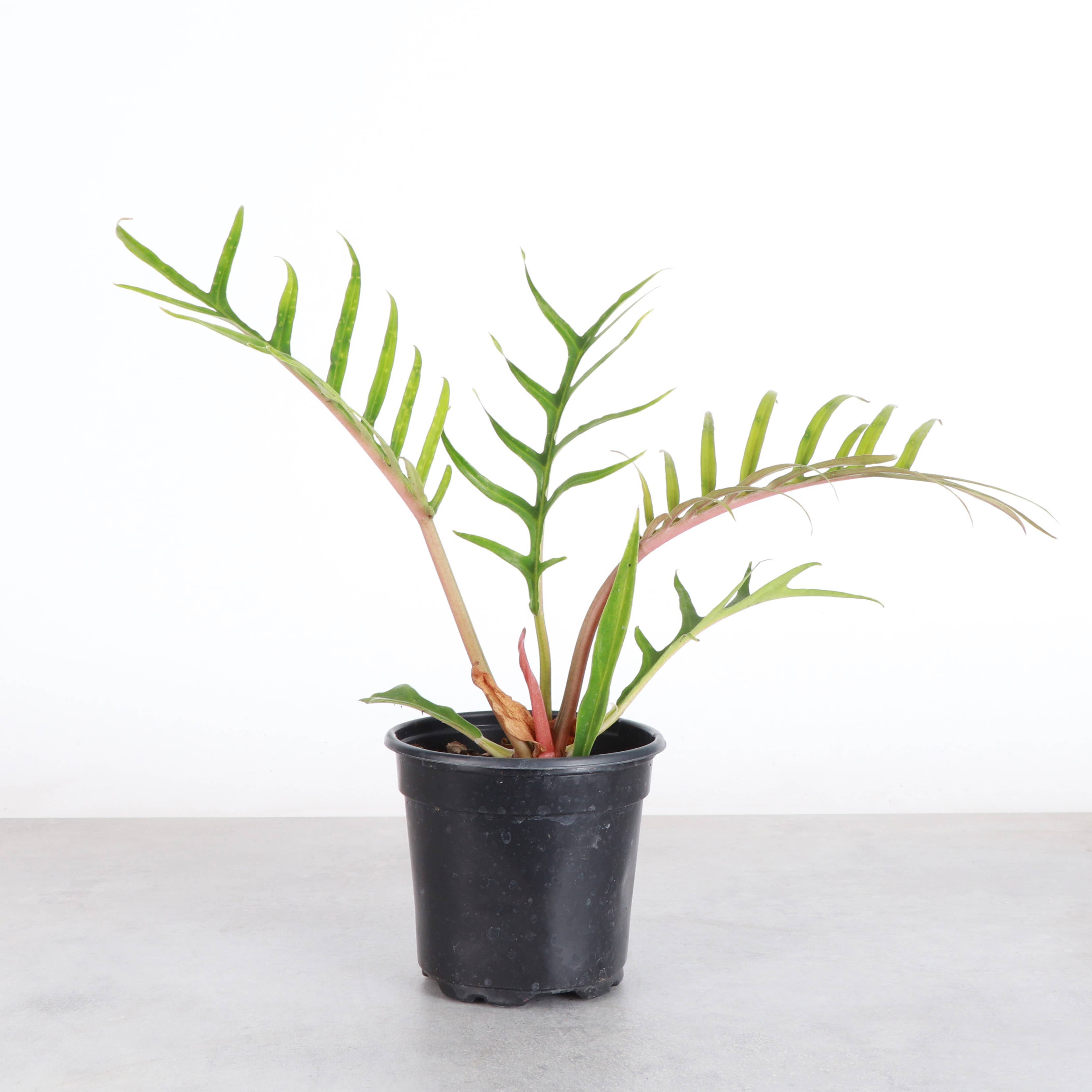 Philodendron Tortum - 4” - Rare