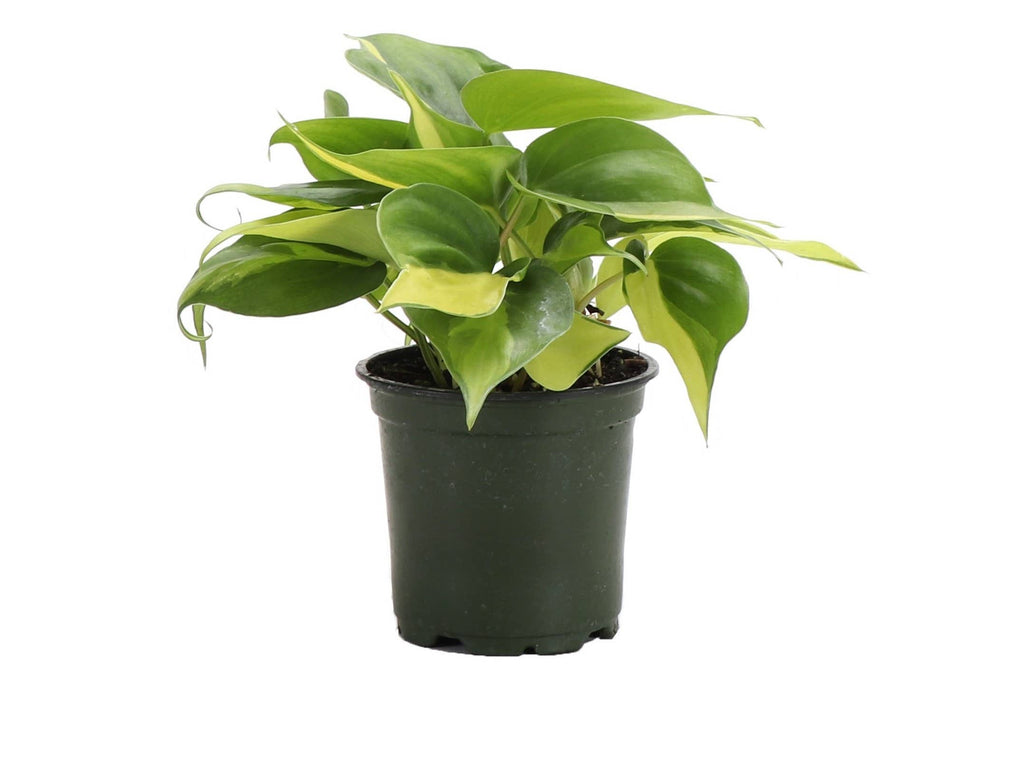 Brazil Philodendron - 4”