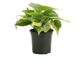 Brazil Philodendron - 4”