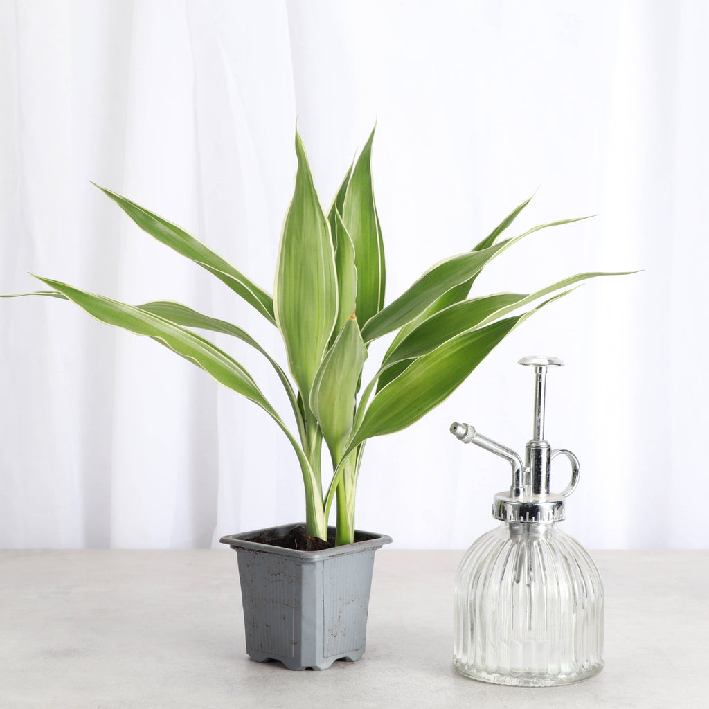 Dracaena Sanderiana - Lucky Bamboo - 3" Live Plant