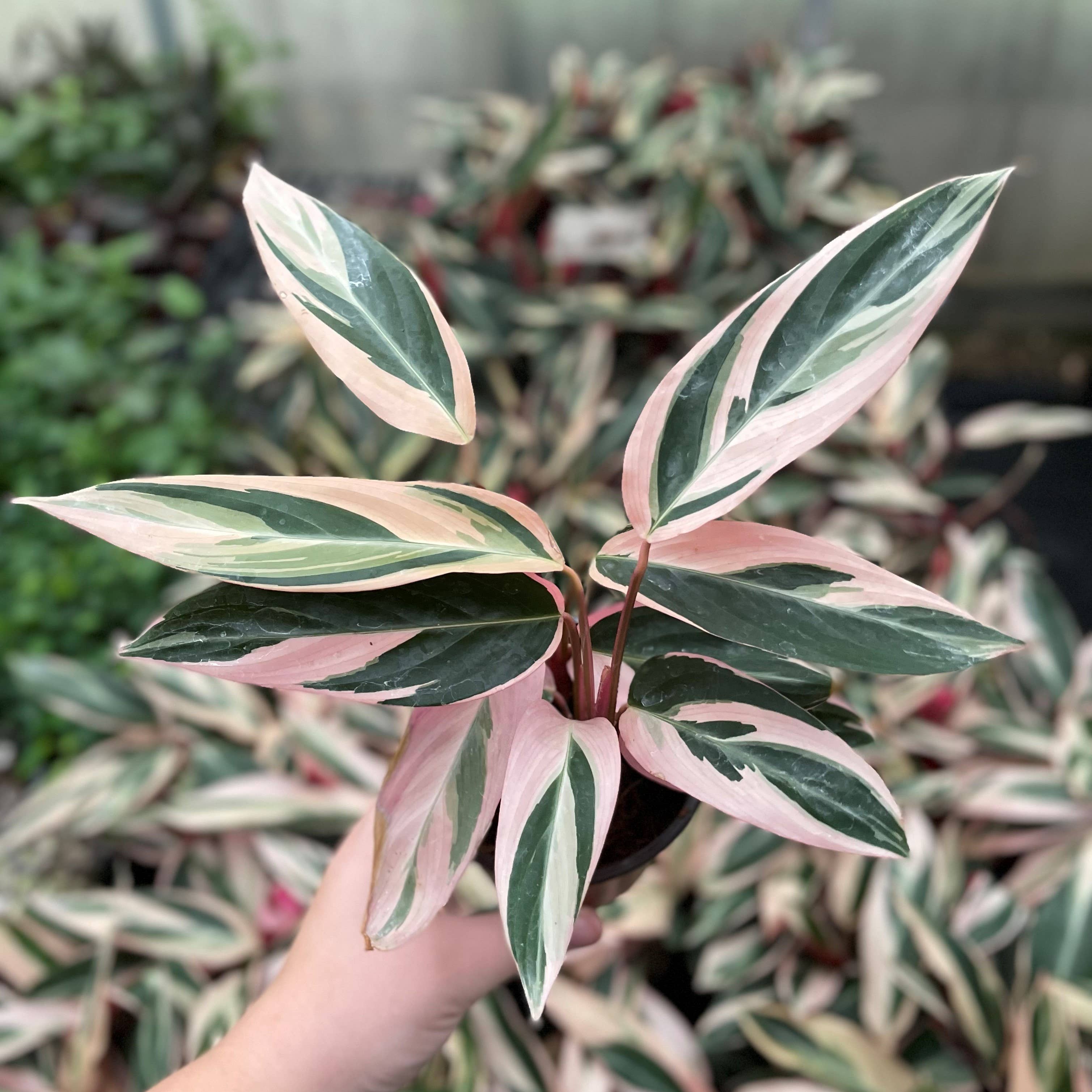 Stromanthe Triostar - Live Plant