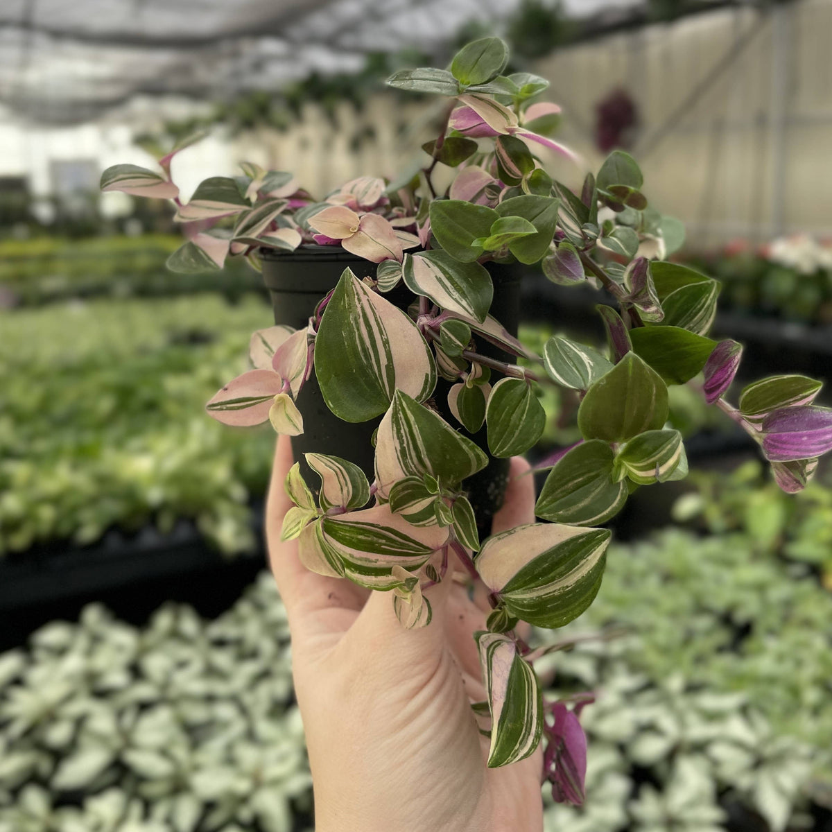 Tradescantia Quadricolor - 4" Live Plant