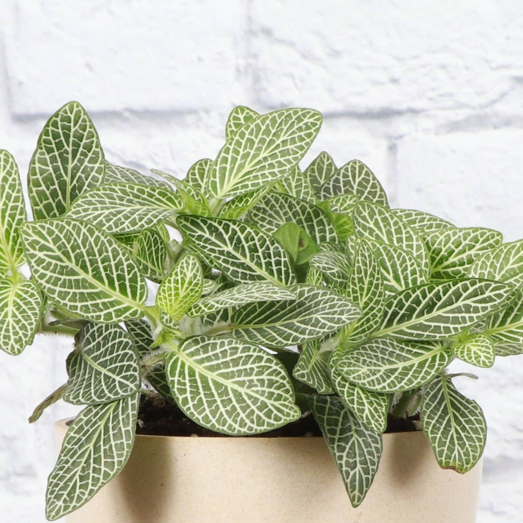 White Fittonia Nerve Plant - 4”