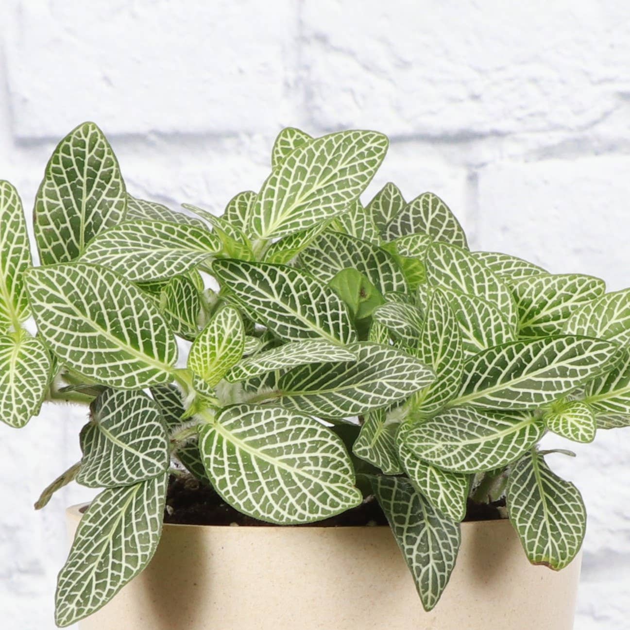 White Fittonia Nerve Plant - 4”