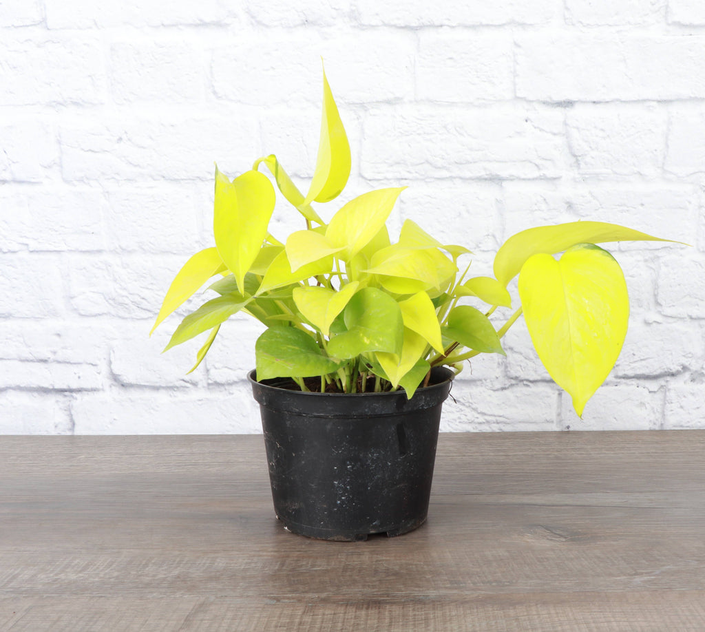 Neon Pothos Plant - 3”