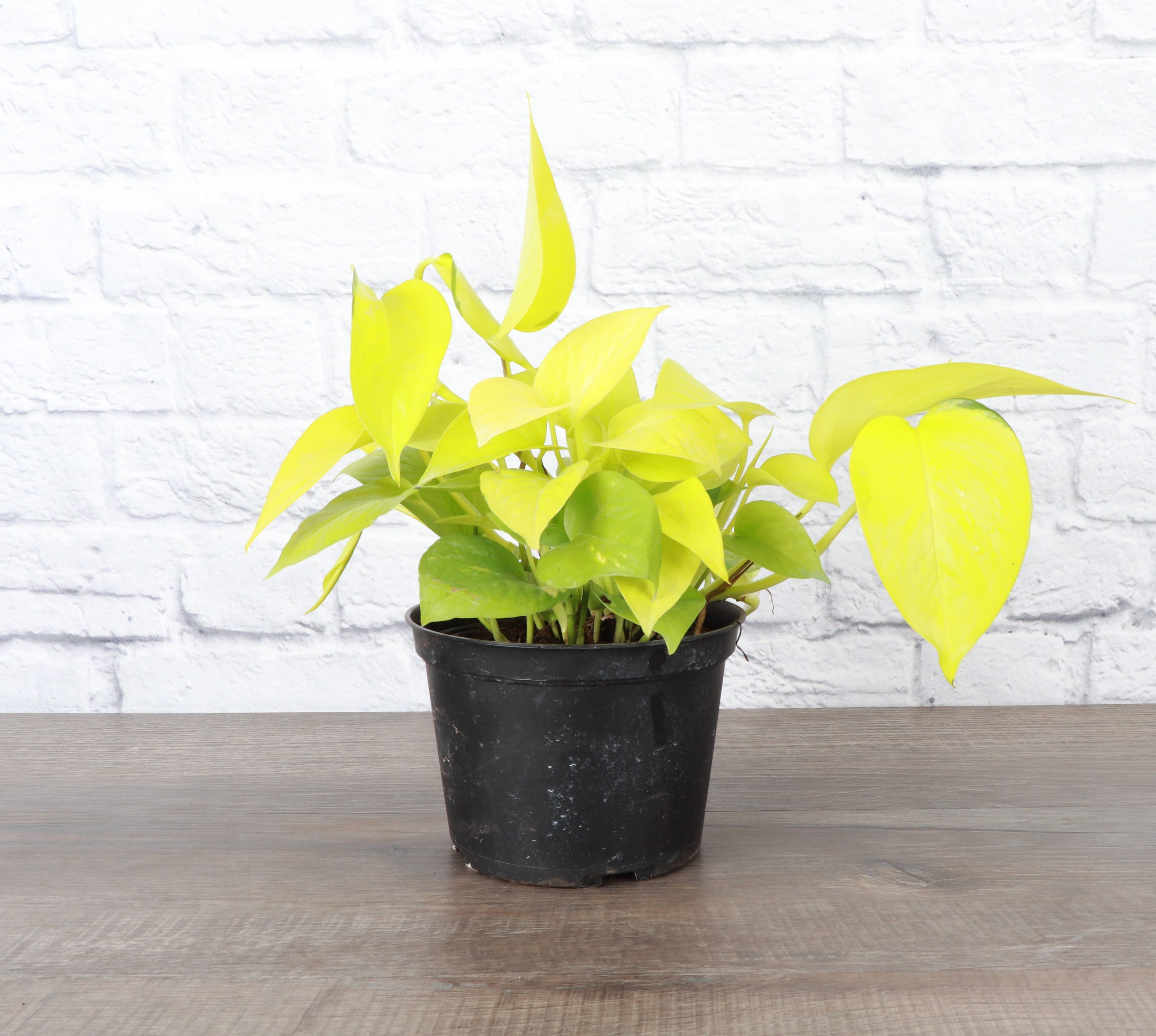Neon Pothos Plant - 3”