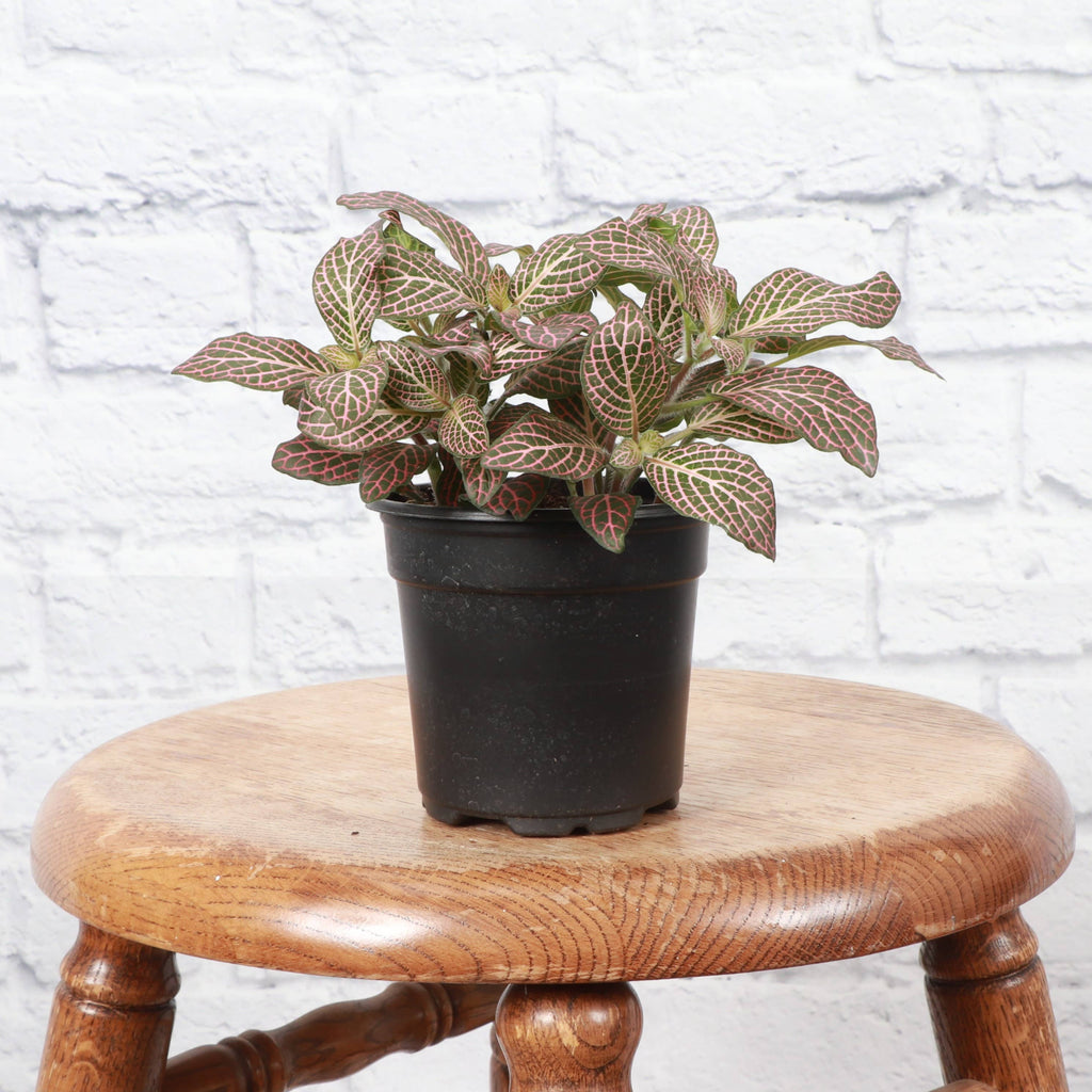 Pink Fittonia Nerve Plant -3”