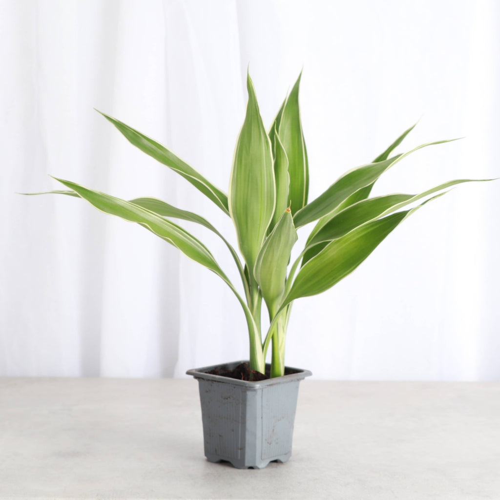 Dracaena Sanderiana - Lucky Bamboo - 3" Live Plant
