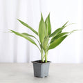 Dracaena Sanderiana - Lucky Bamboo - 3" Live Plant