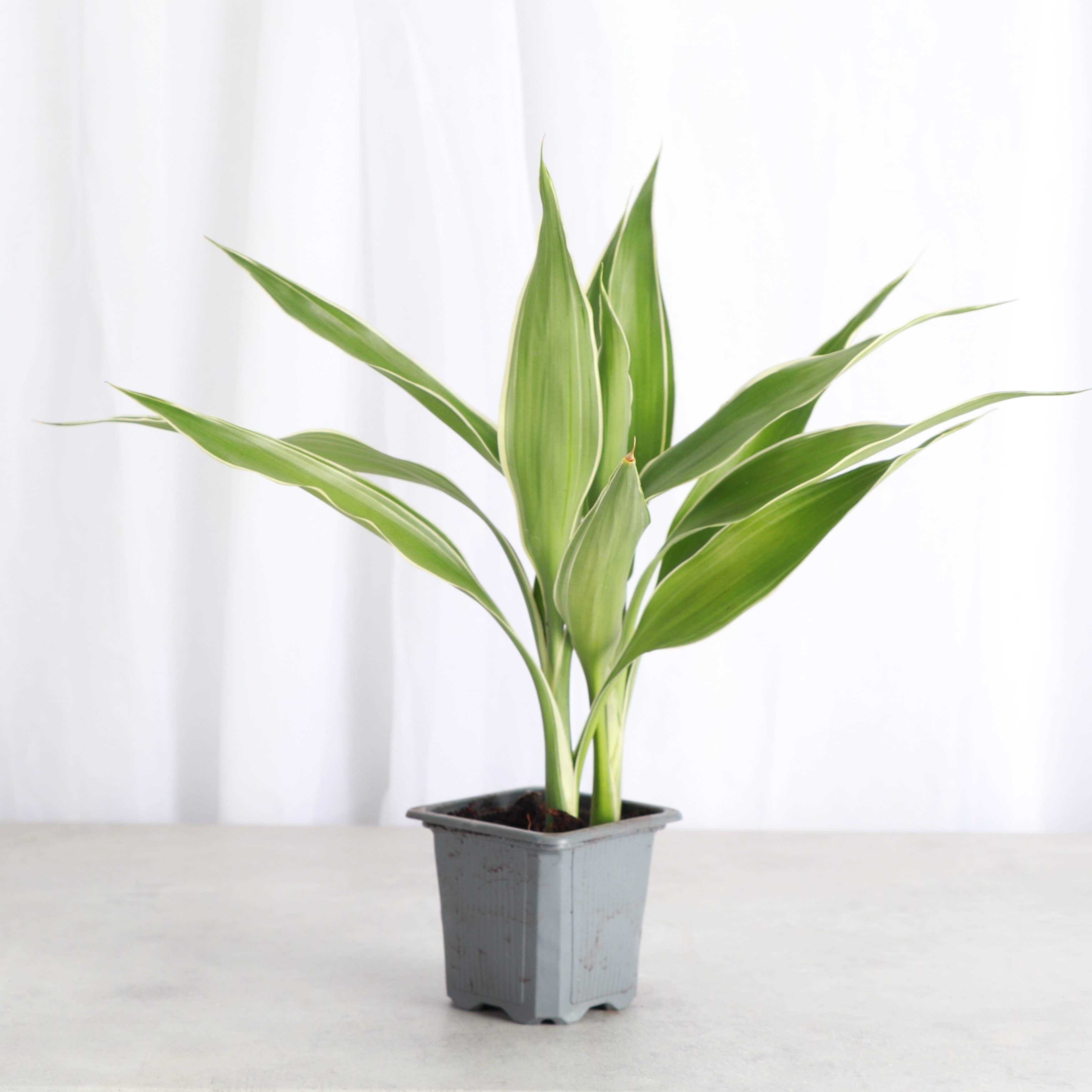 Dracaena Sanderiana - Lucky Bamboo - 3" Live Plant