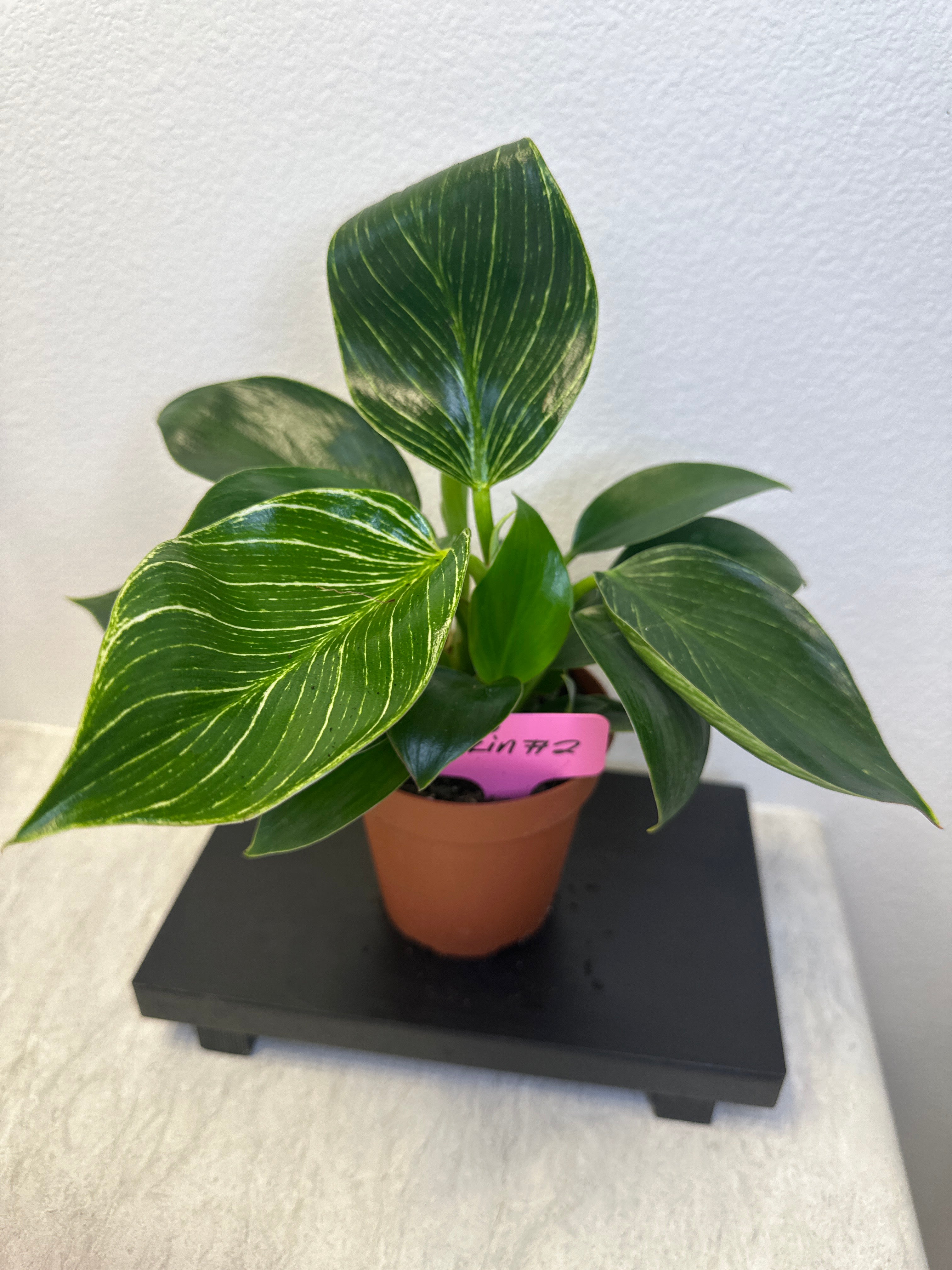 Philodendron Birkin – 4” Nursery Pot
