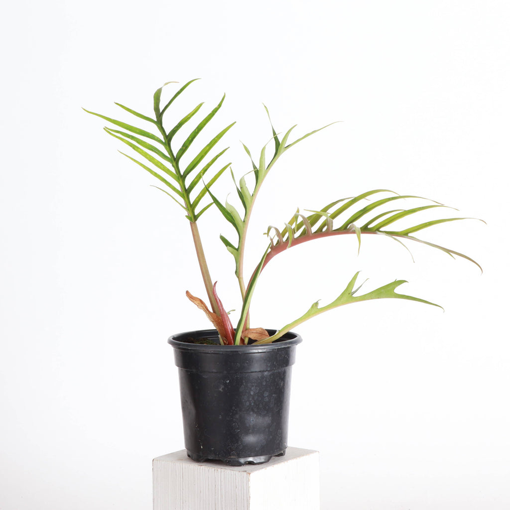 Philodendron Tortum - 4” - Rare