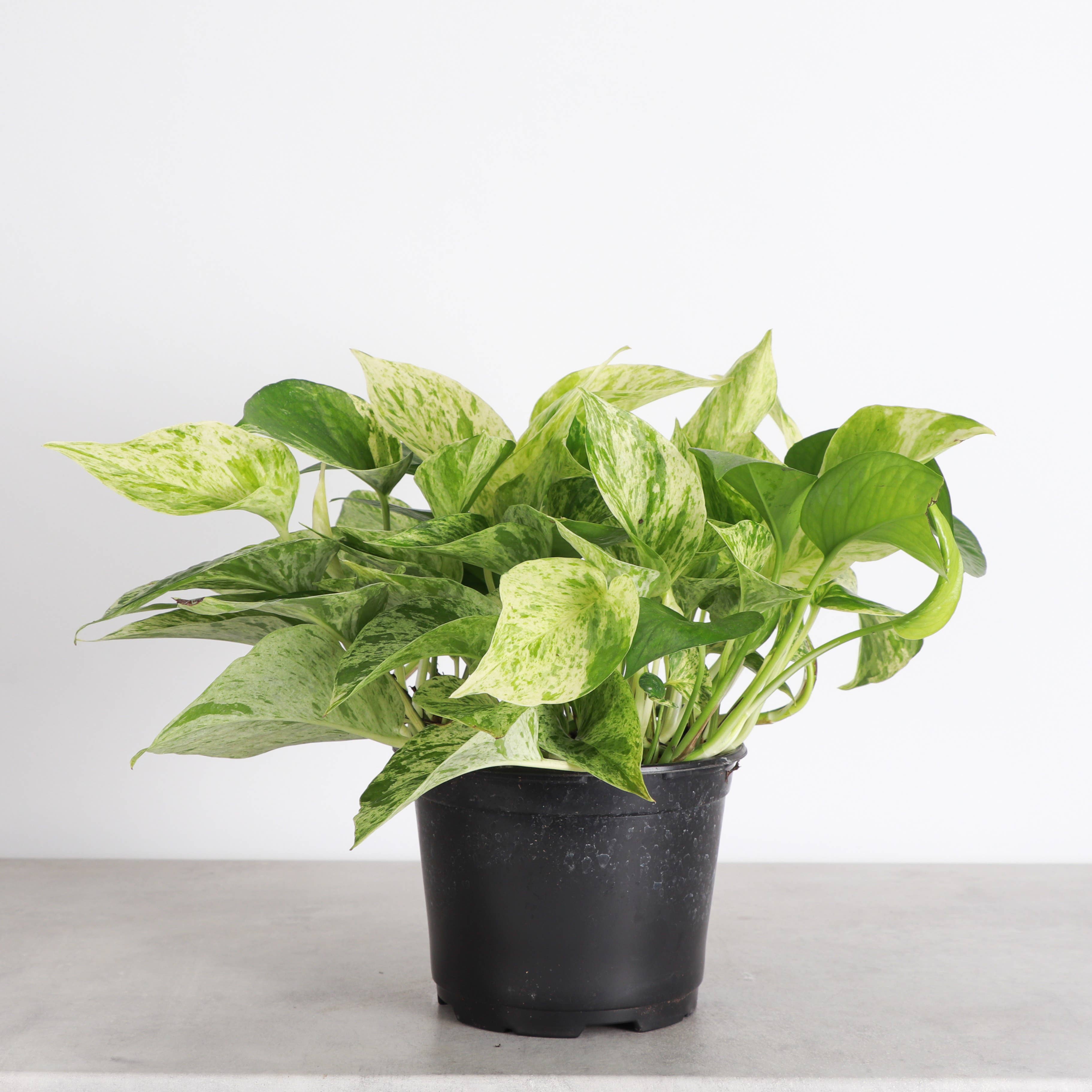 Marble Queen Pothos Plant 4”