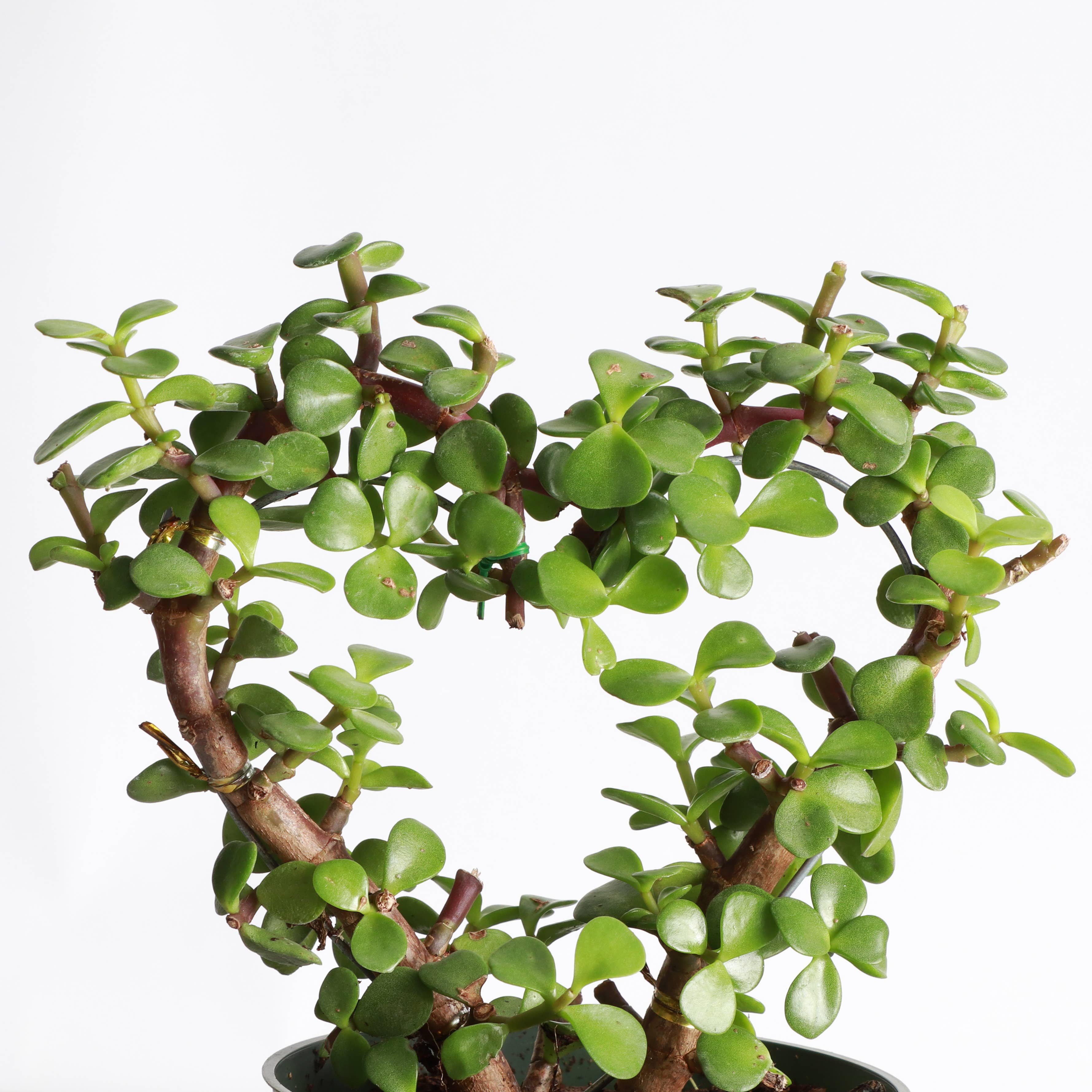 Jade Heart Bonsai 4”