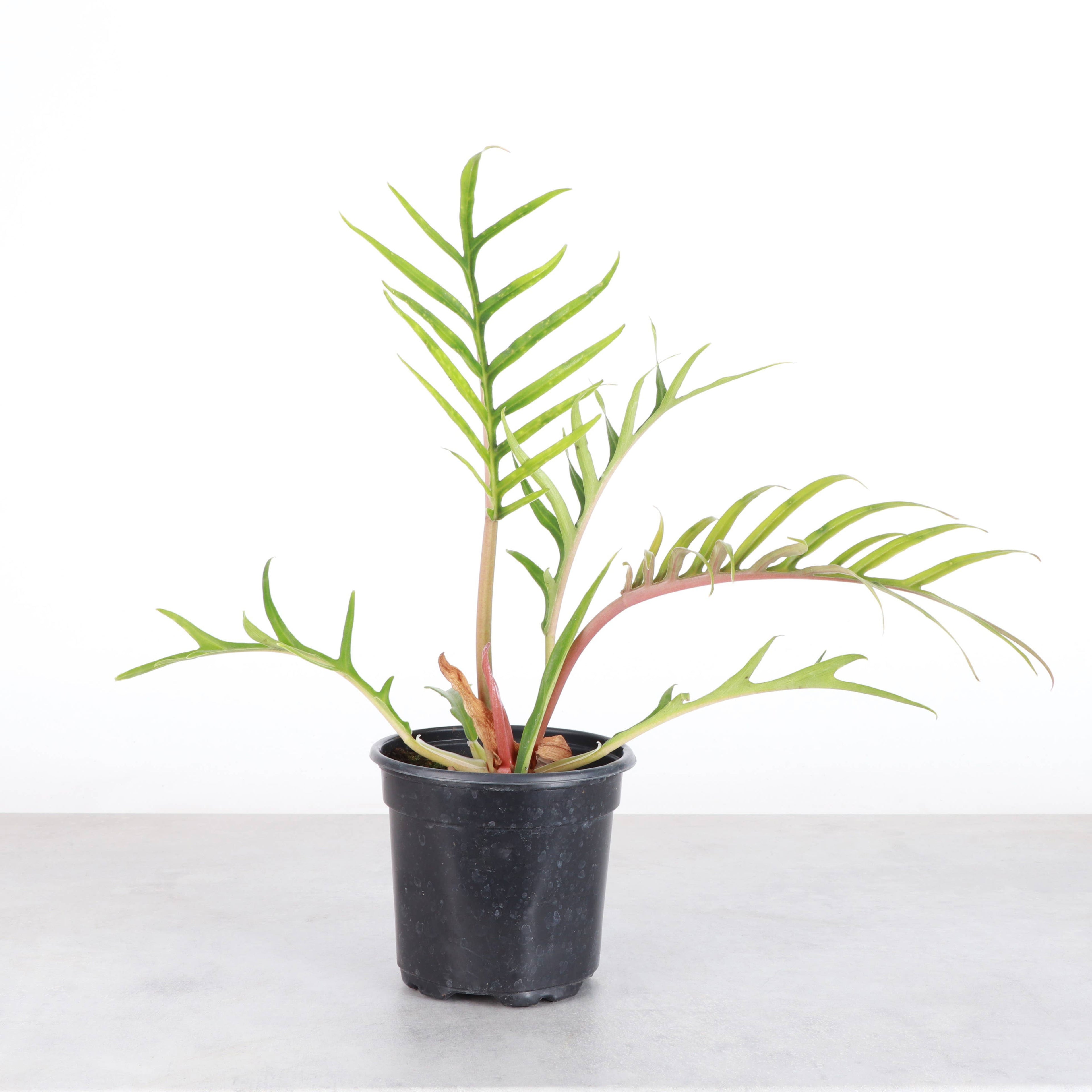 Philodendron Tortum - 4” - Rare