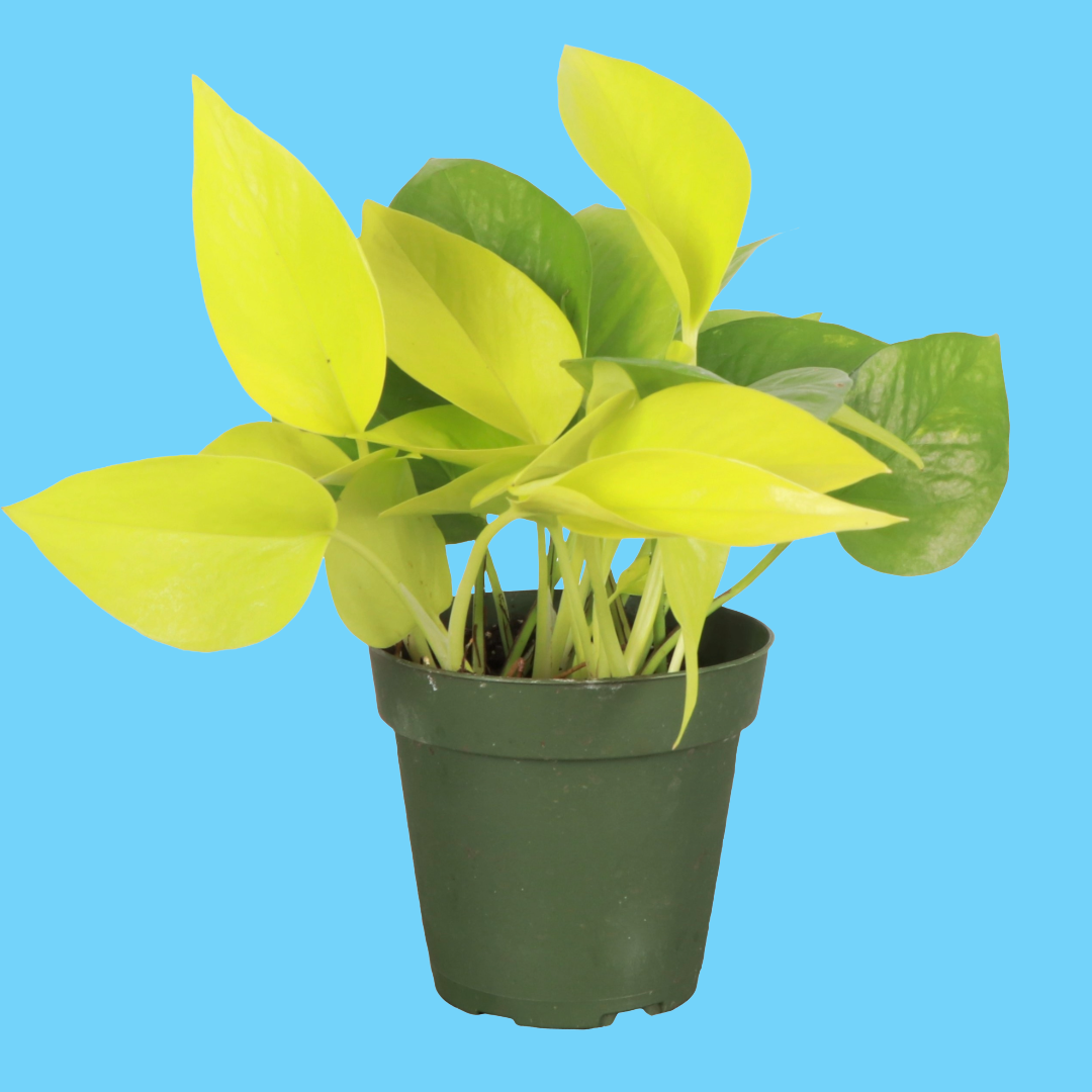 Neon Pothos Plant - 3”