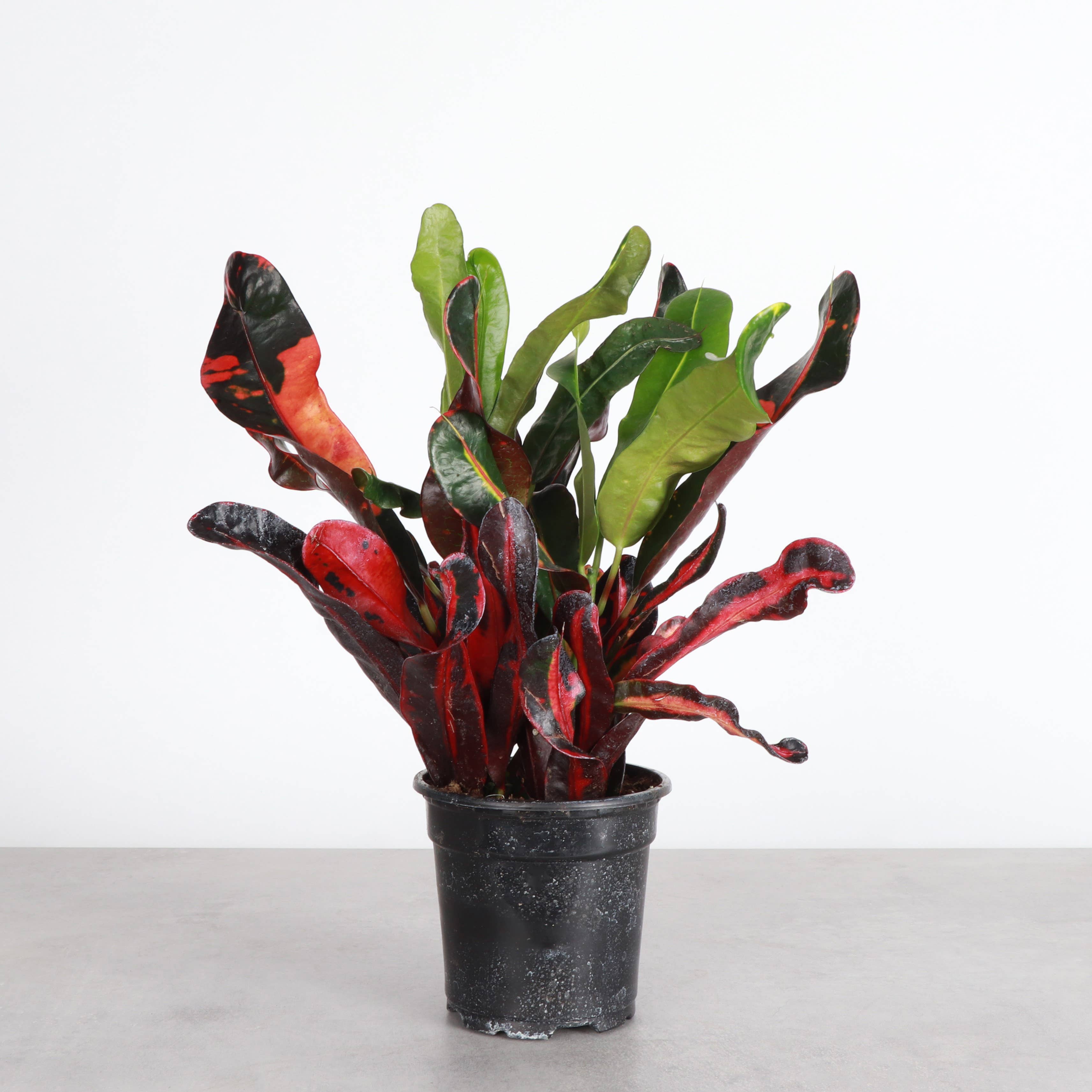 Mammy Croton - 3”
