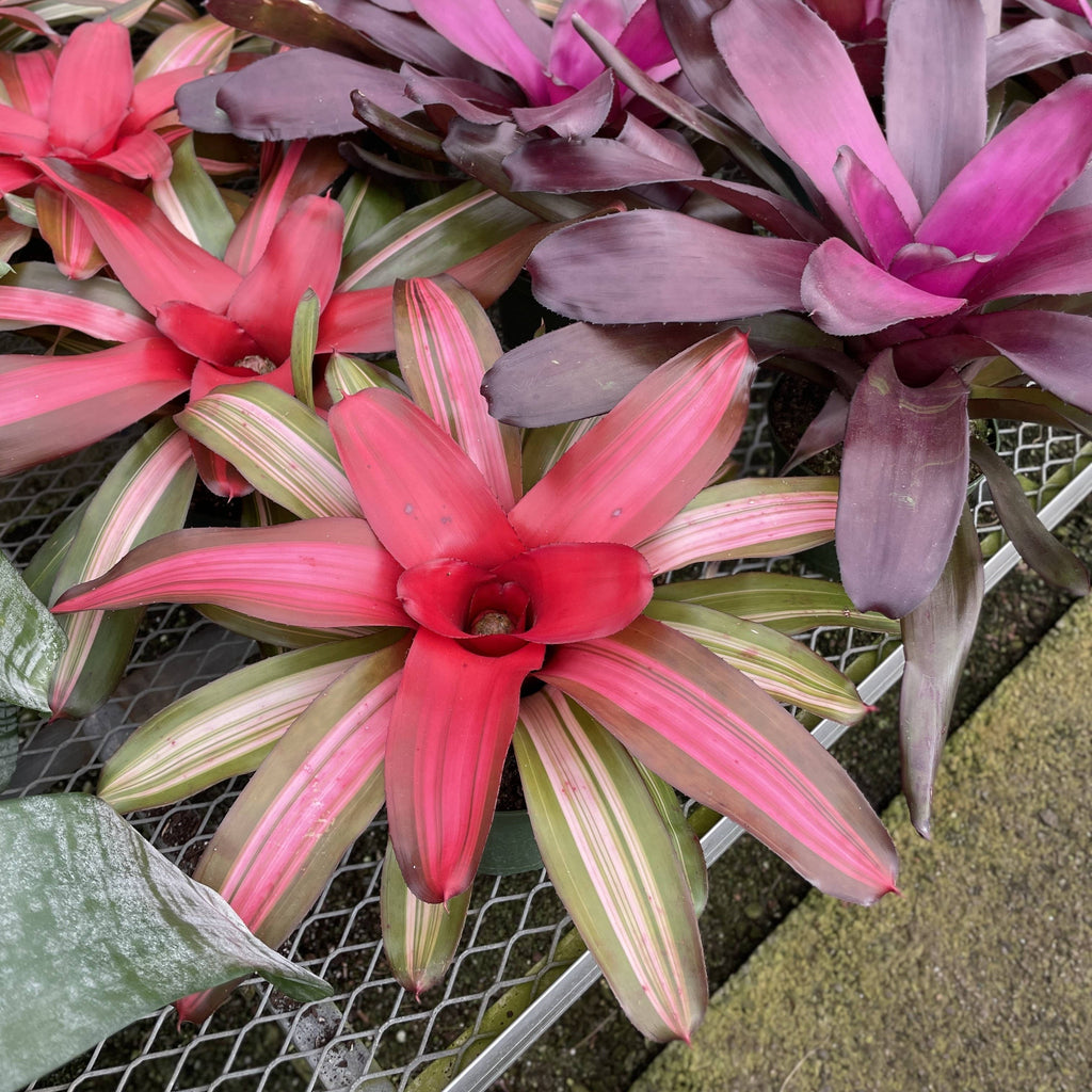 Bromeliad Neoregelia 'Neos' - Live Plant