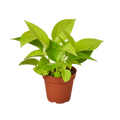 POTHOS NEON 4-inch
