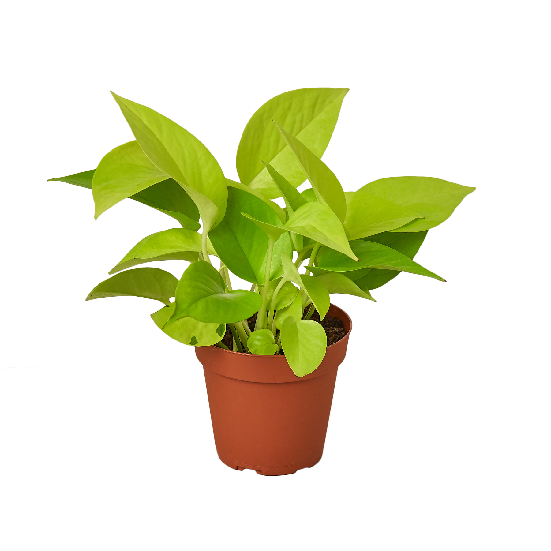 POTHOS NEON 4-inch