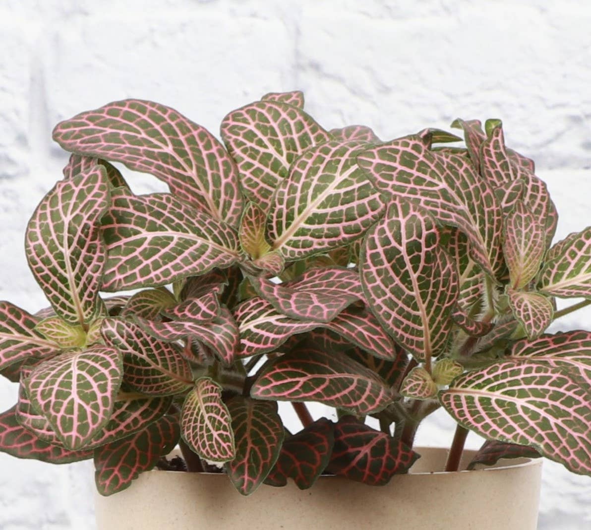 Pink Fittonia Nerve Plant -3”