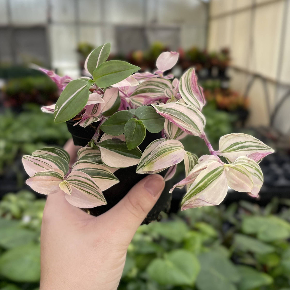 Tradescantia Quadricolor - 4" Live Plant