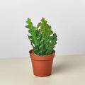 EPIPHYLLUM RIC RAC CACTUS 4-inch
