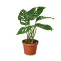 MONSTERA SWISS CHEESE 4-inch