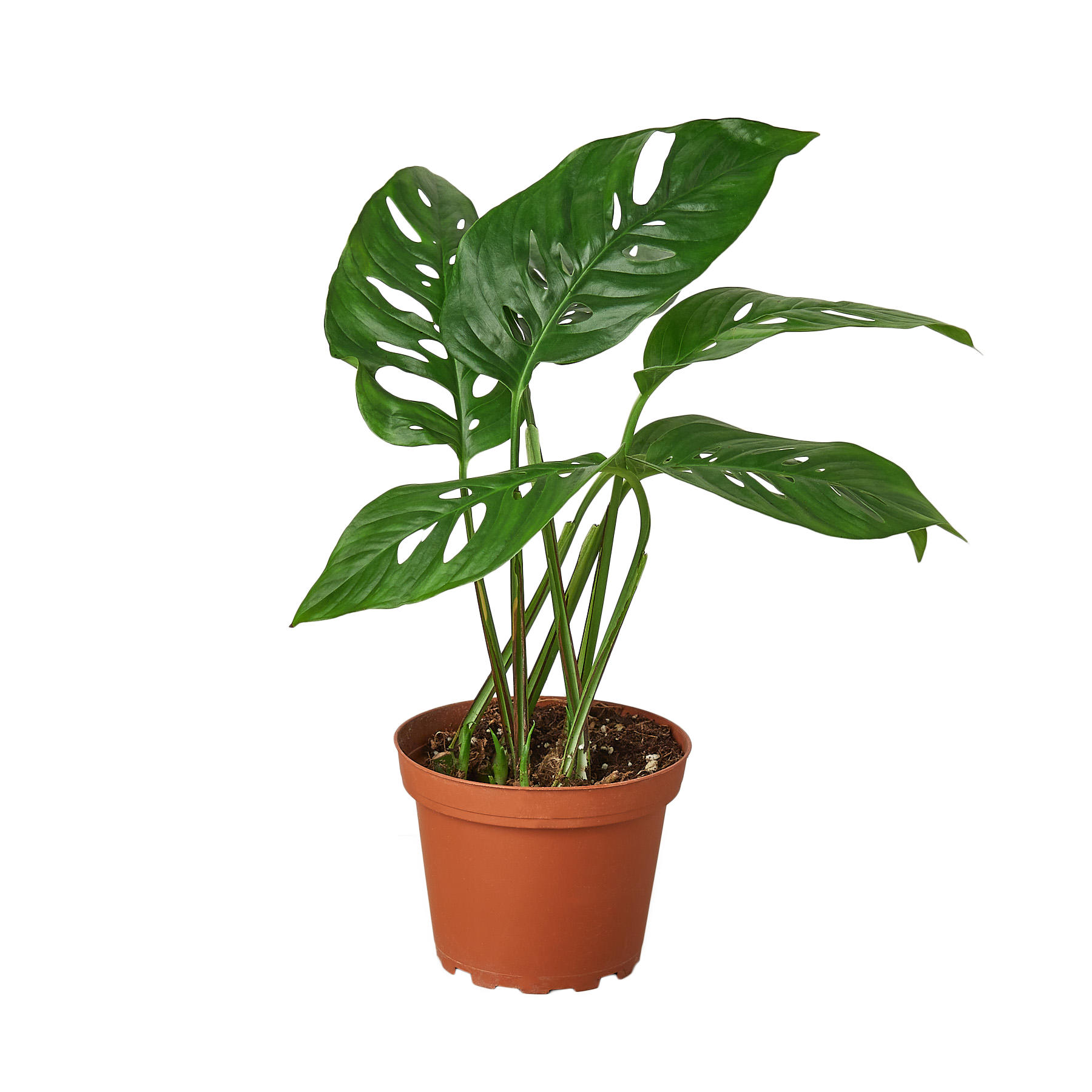 MONSTERA SWISS CHEESE 4-inch