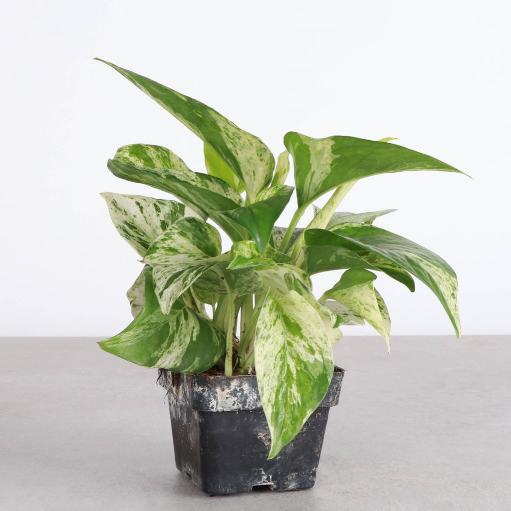Marble Queen Pothos Plant 4”
