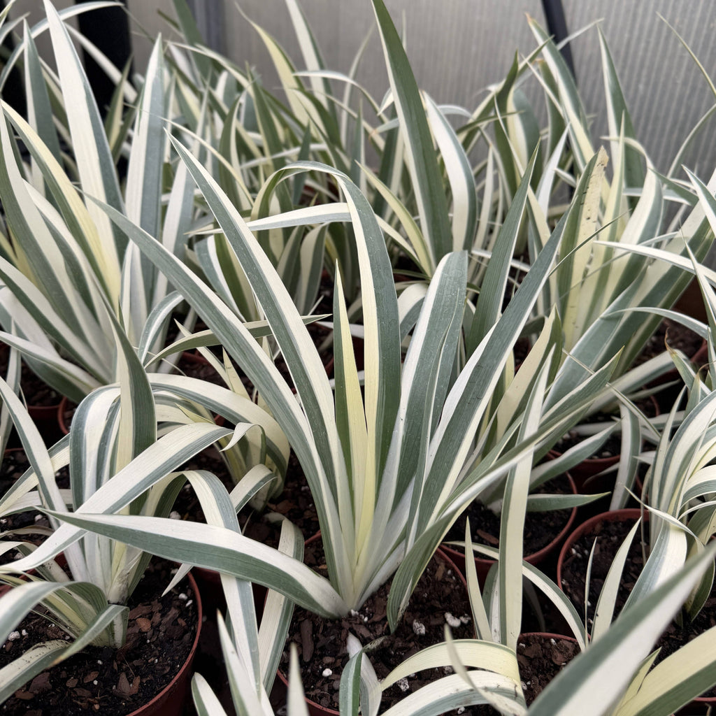 Variegated Iris Japonica - Fringed Iris - Live Perennial