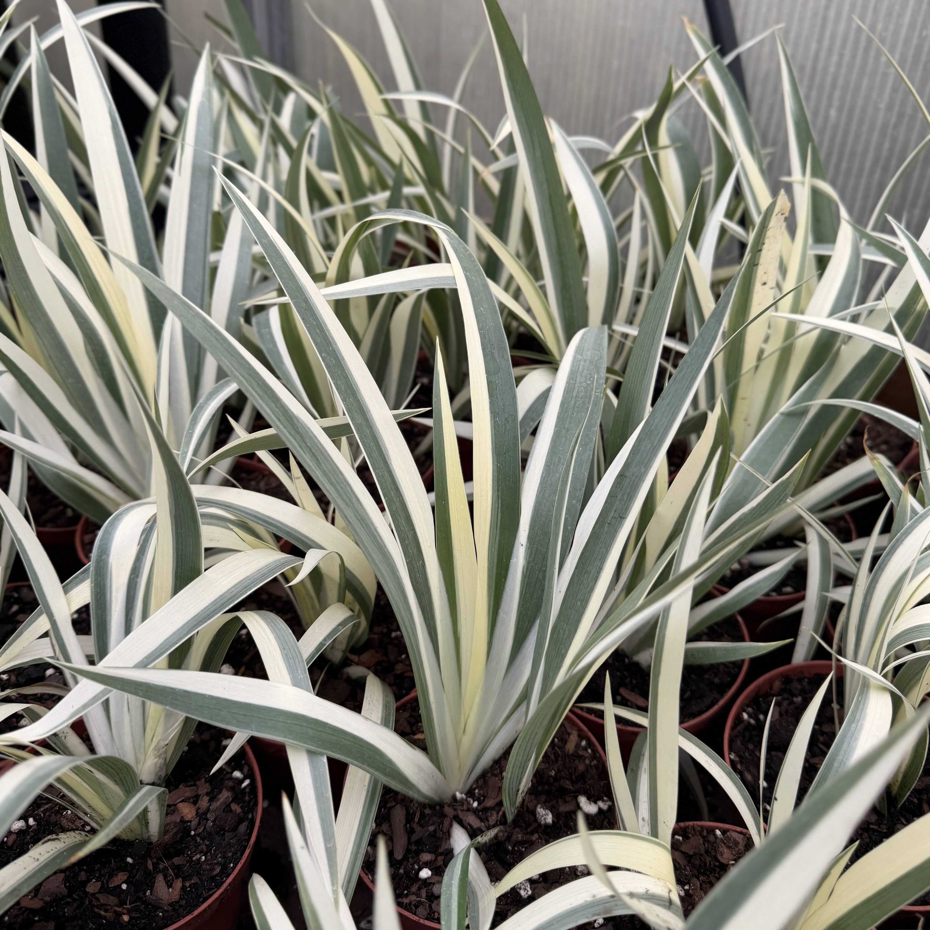 Variegated Iris Japonica - Fringed Iris - Live Perennial