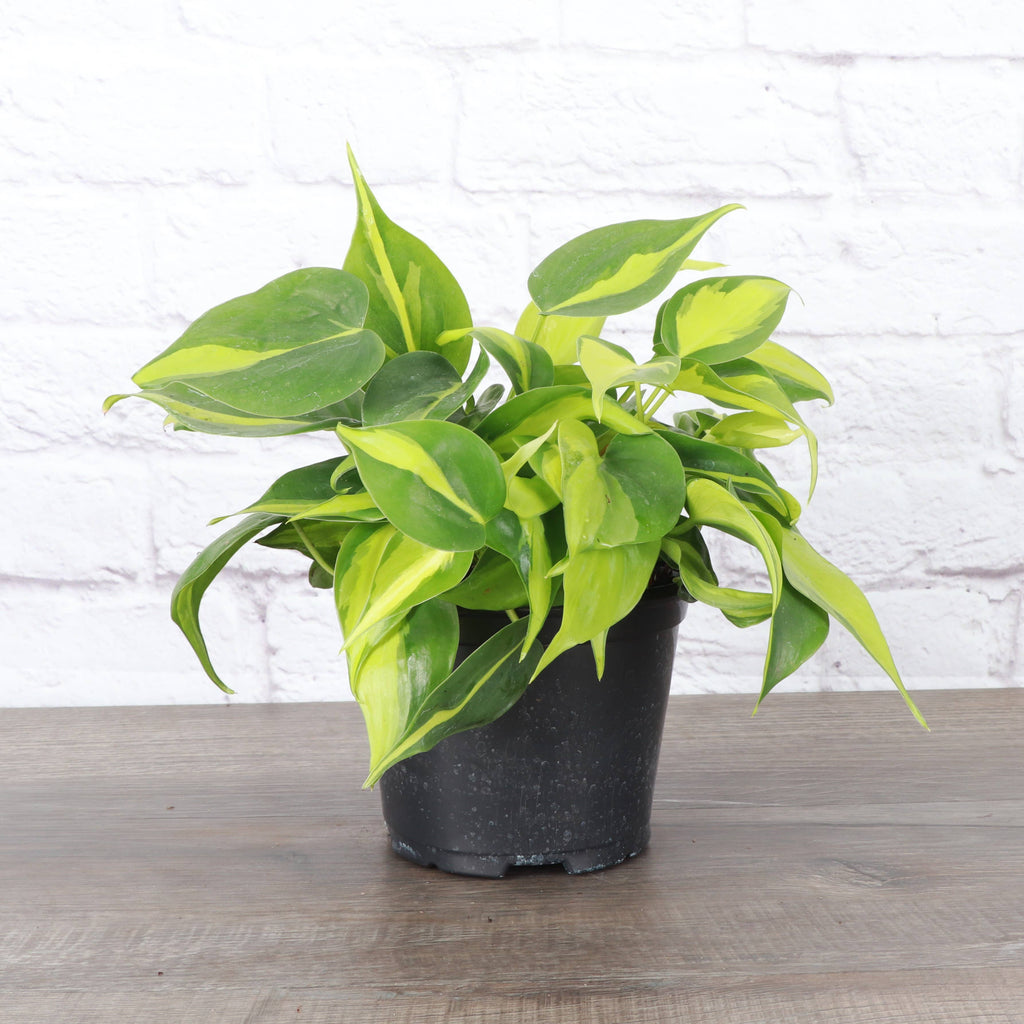 Brazil Philodendron - 4”