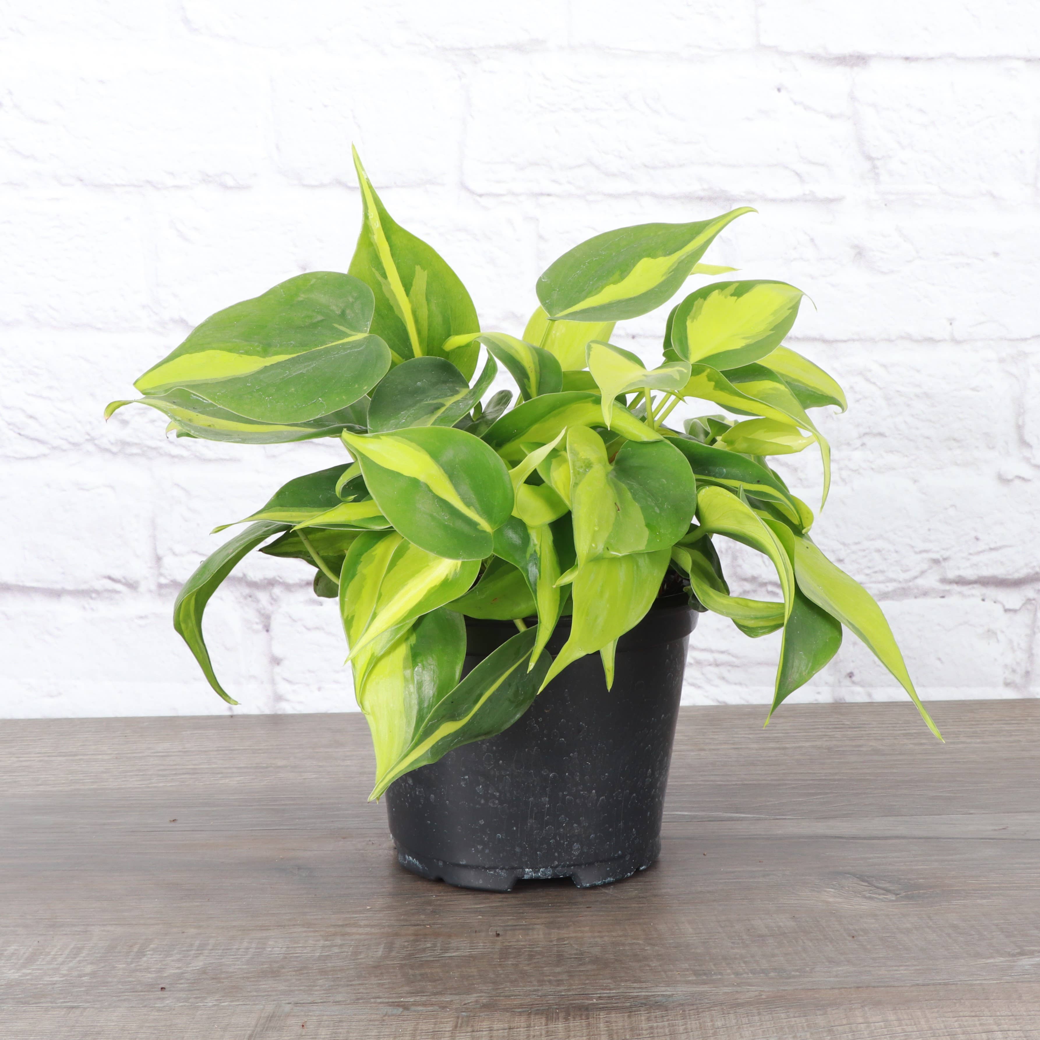 Brazil Philodendron - 4”