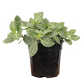 White Fittonia Nerve Plant - 4”