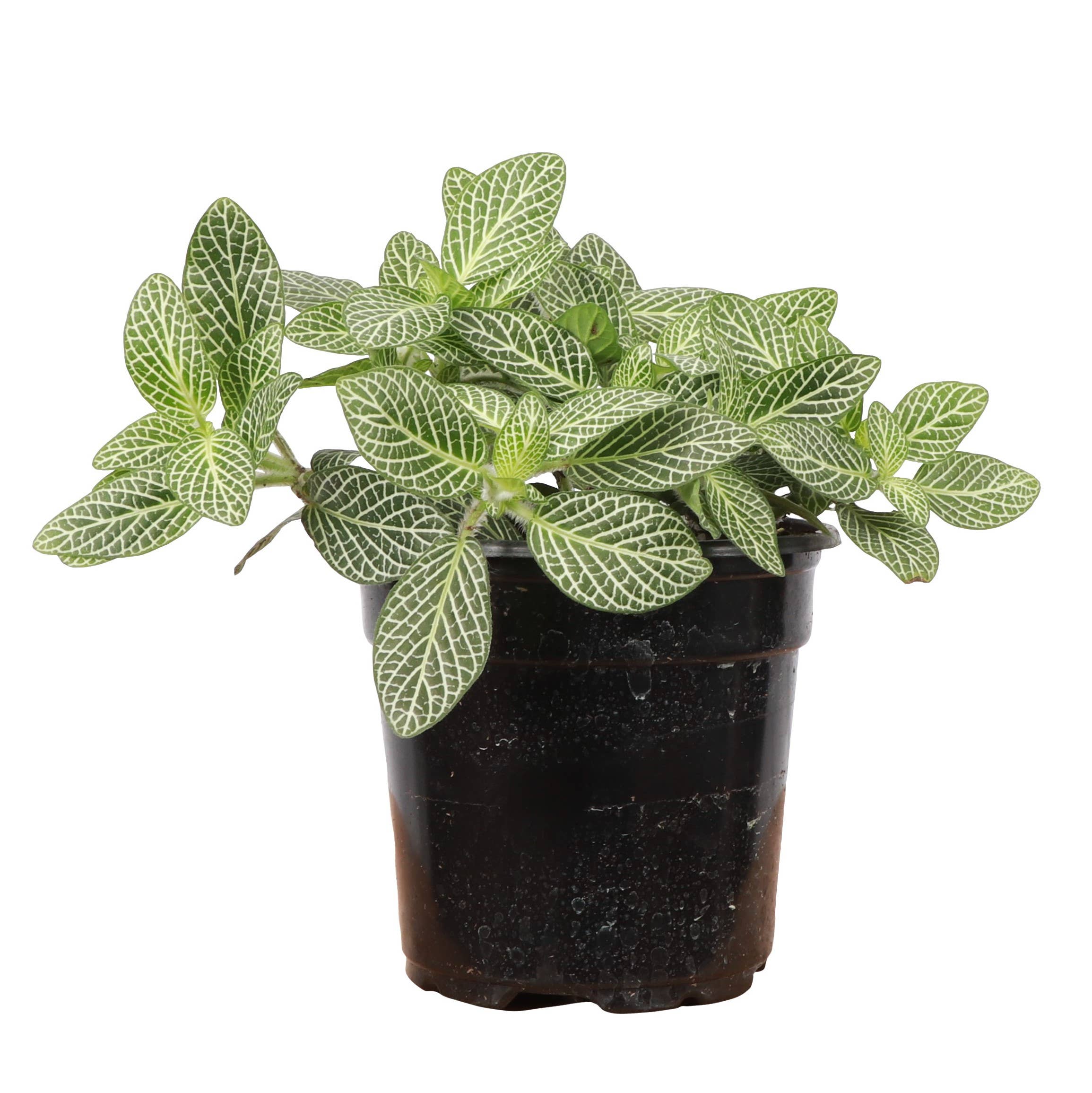 White Fittonia Nerve Plant - 4”