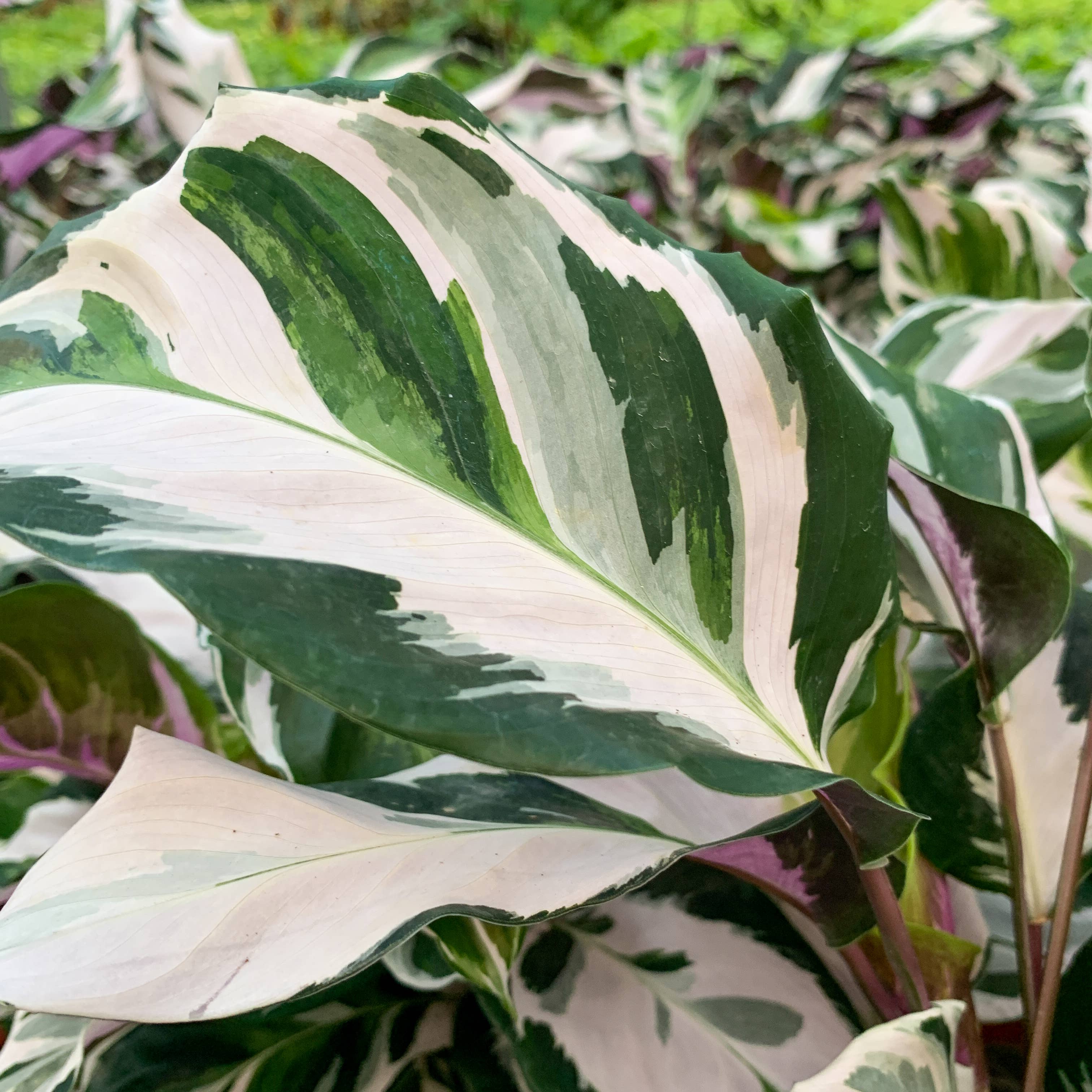 Calathea 'Stella' -4”