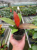 Philodendron 'Sun Red' - 4" Pot