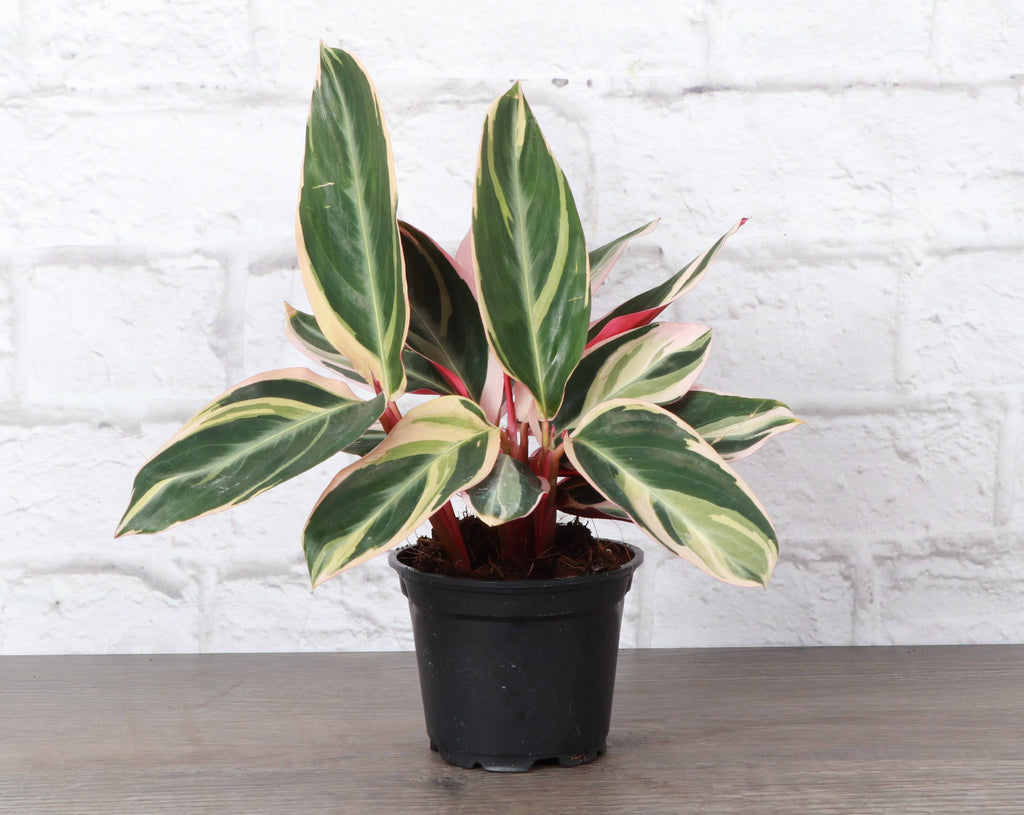 Stromanthe Triostar - Live Plant