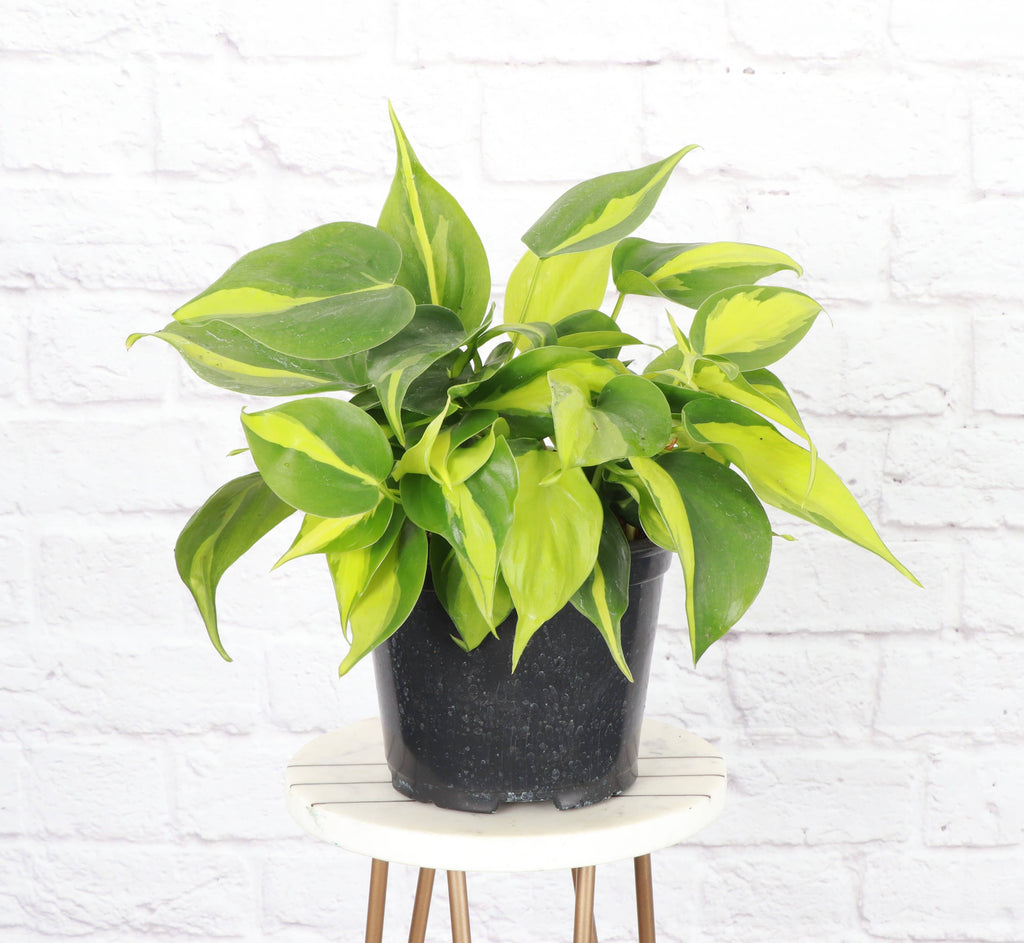 Brazil Philodendron - 4”
