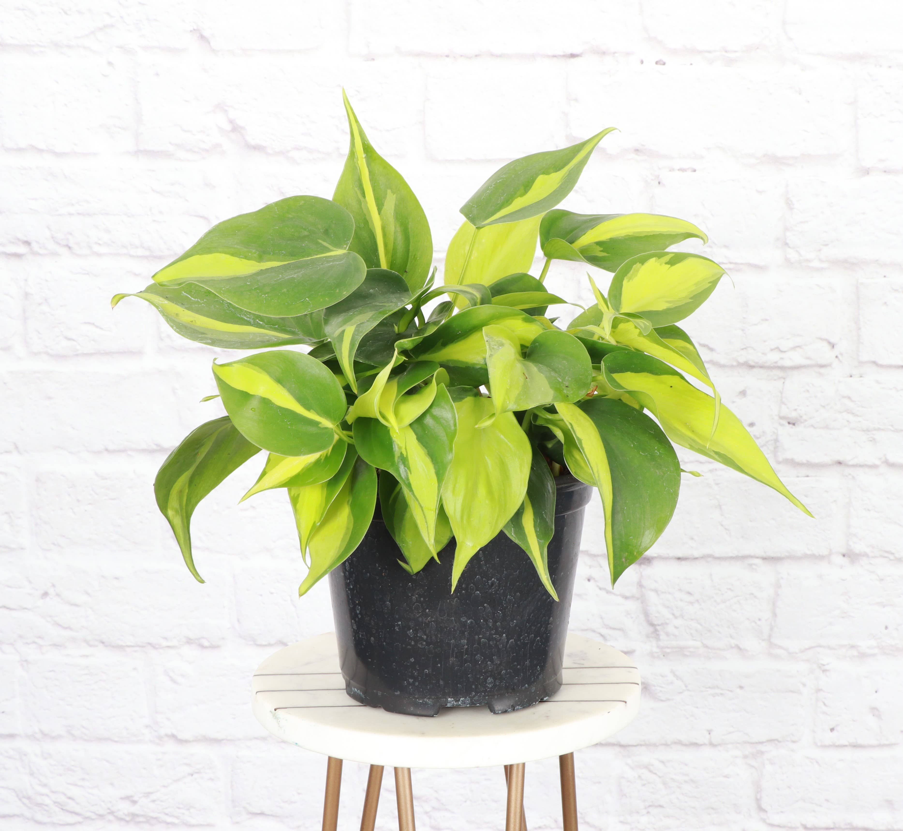 Brazil Philodendron - 4”