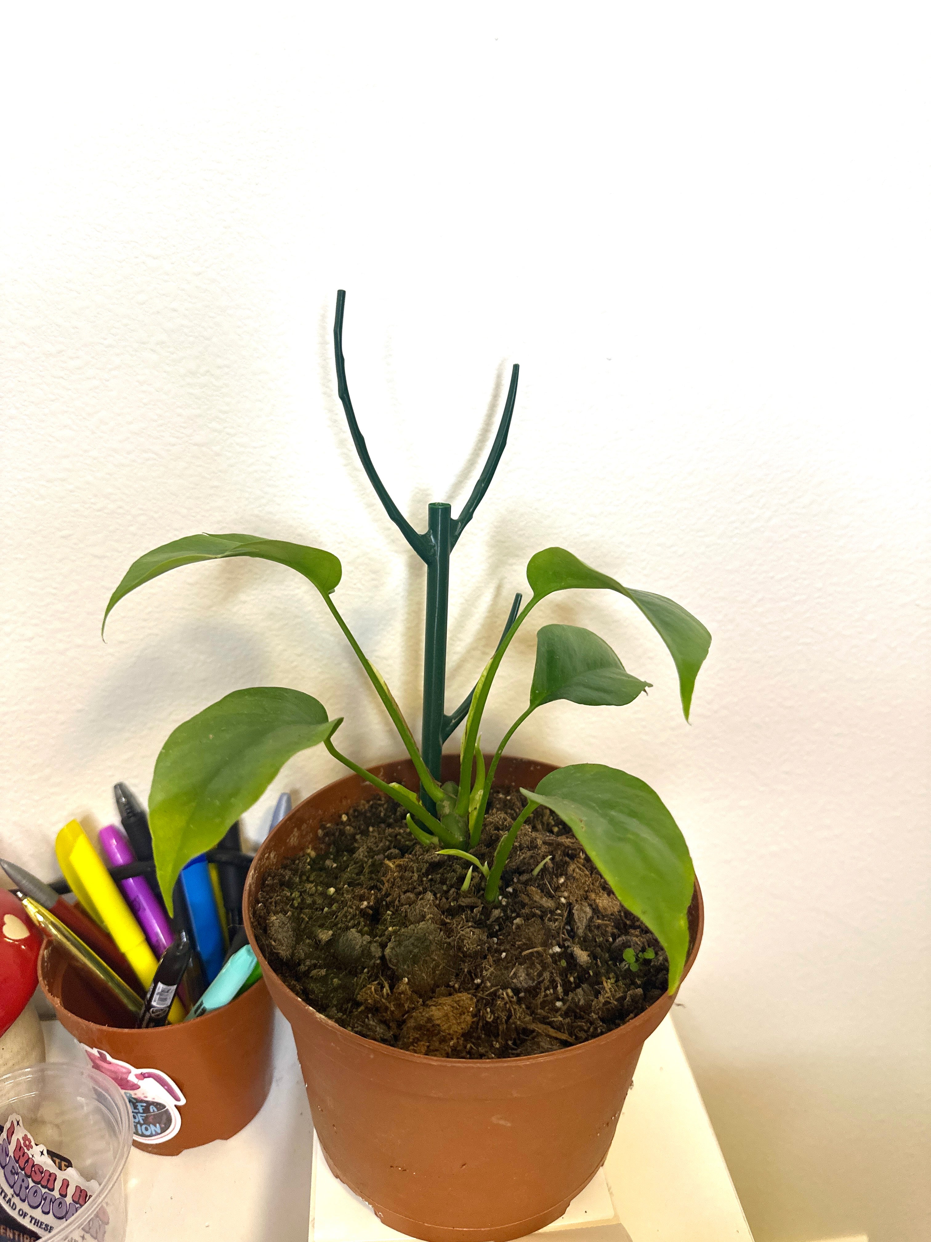 Mini monstera