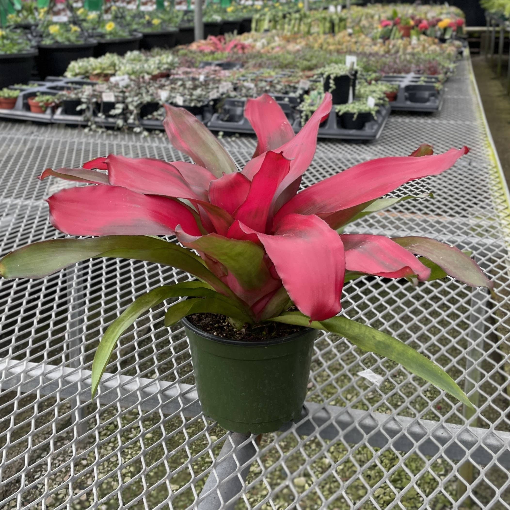 Bromeliad Neoregelia 'Neos' - Live Plant