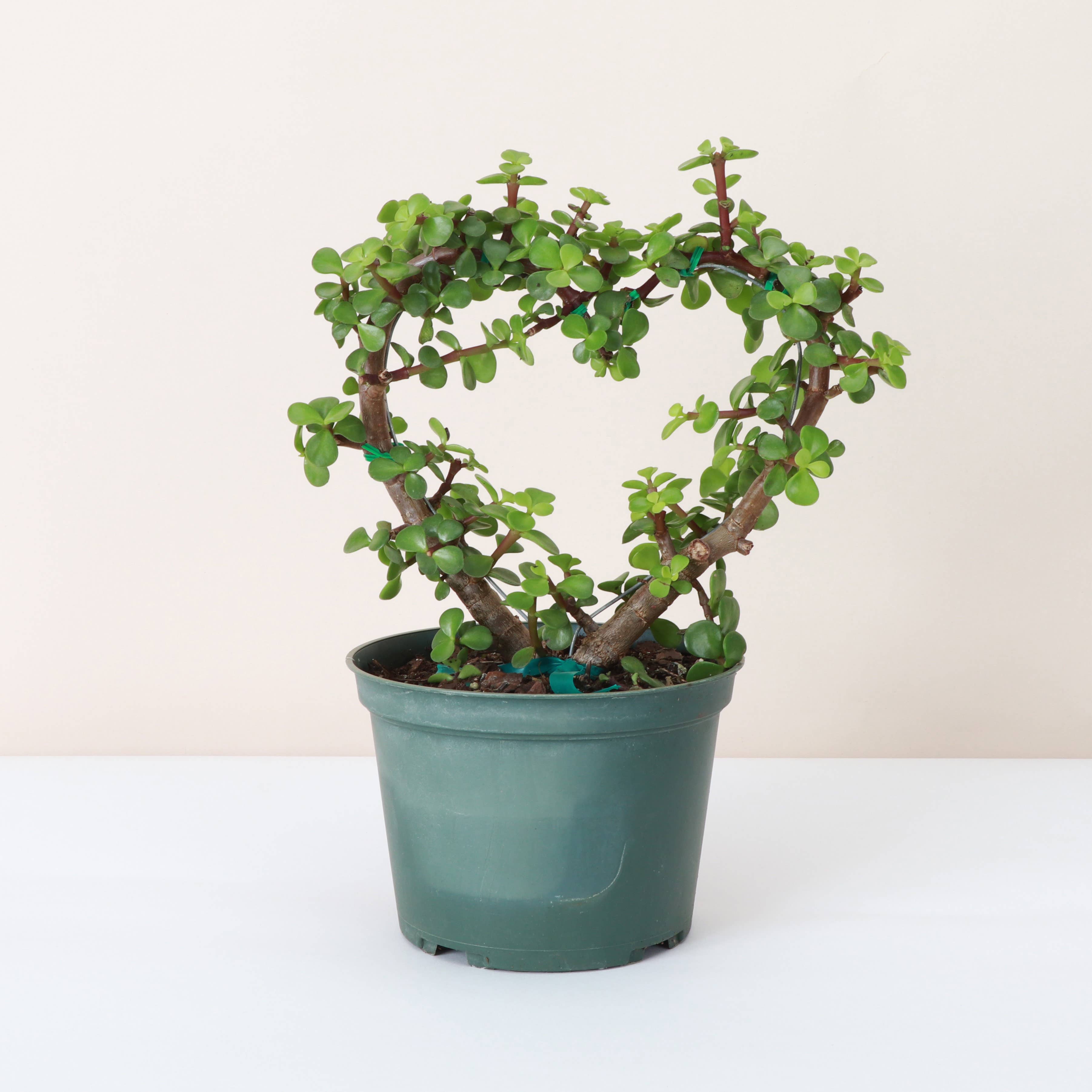 Jade Heart Bonsai 4”
