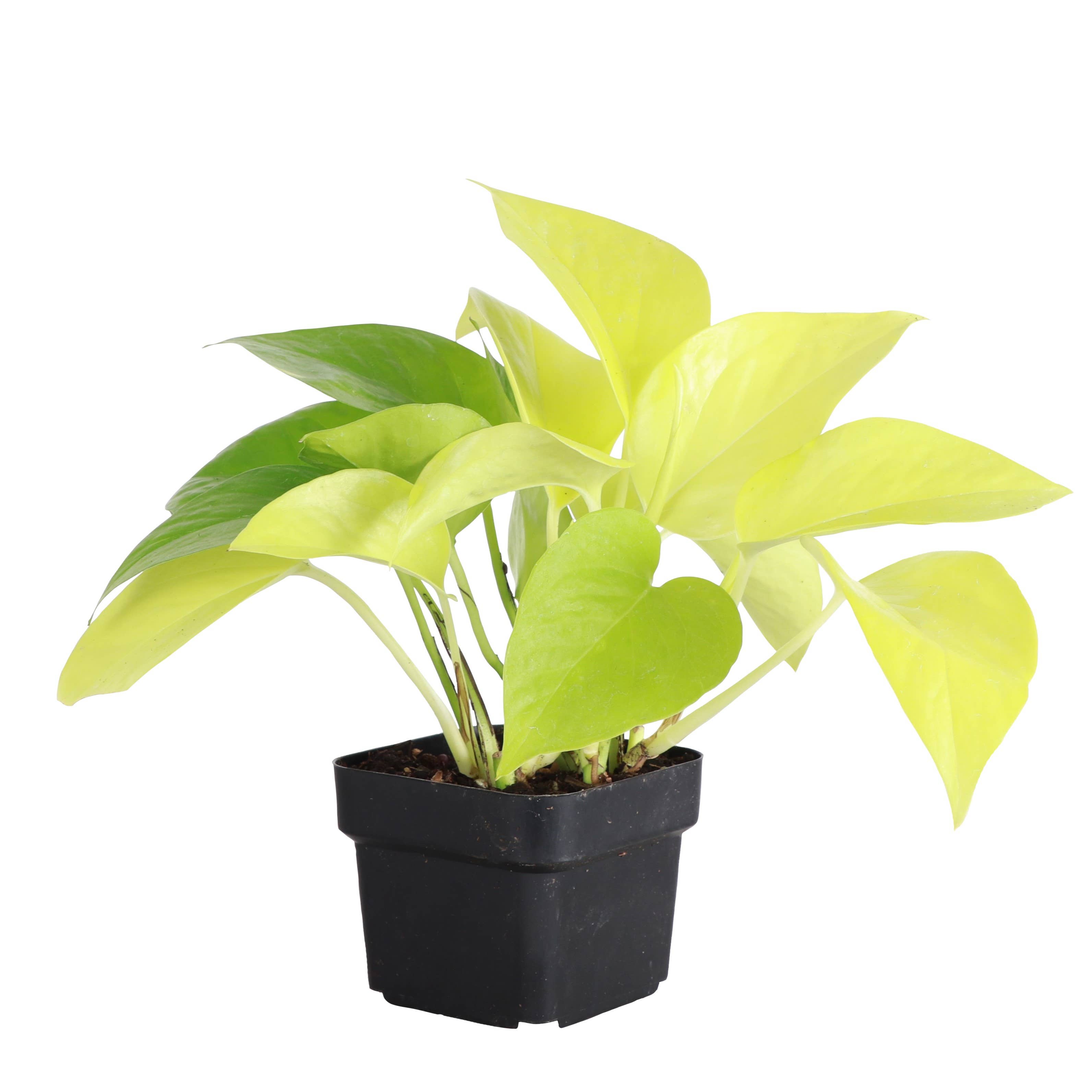 Neon Pothos Plant - 3”