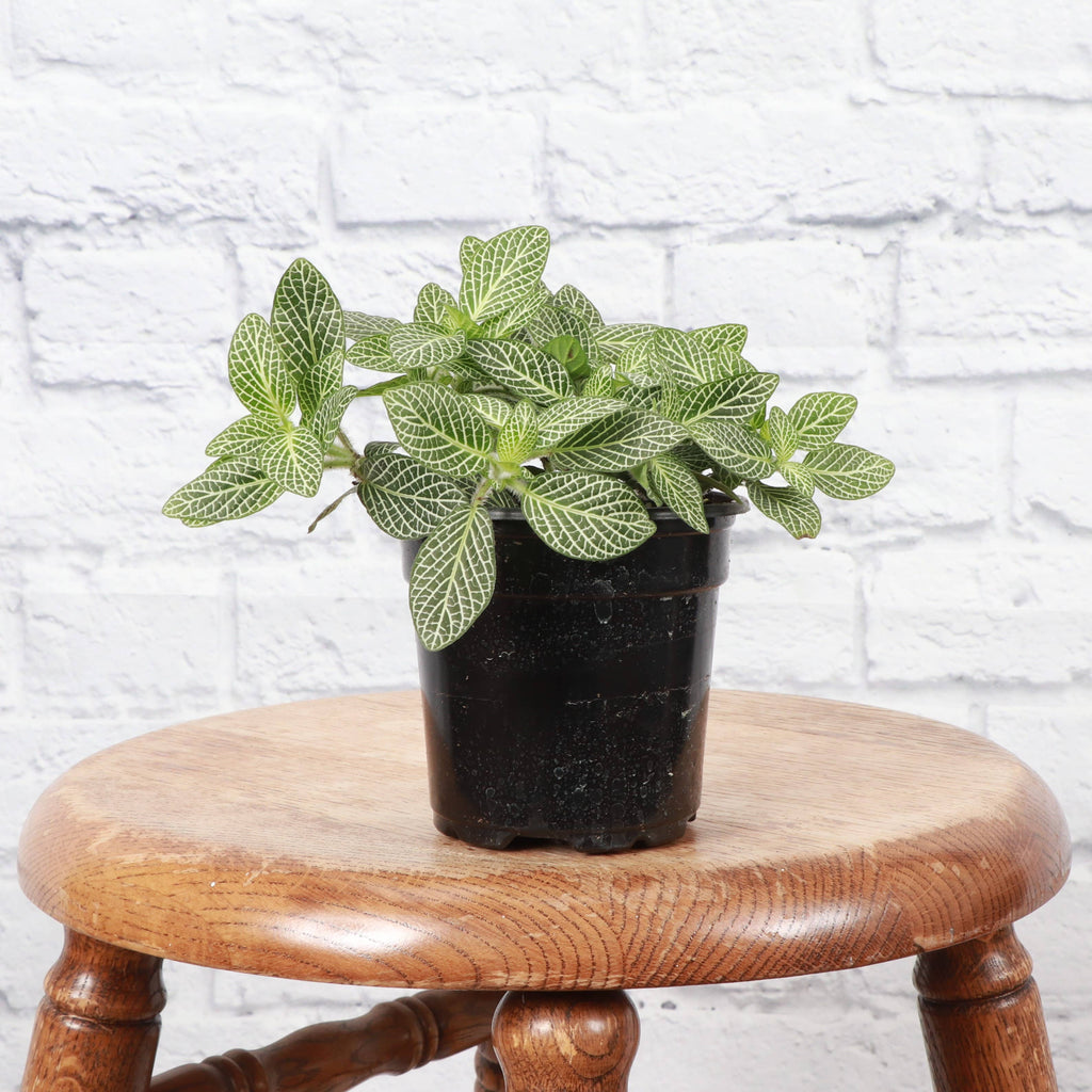 White Fittonia Nerve Plant - 4”