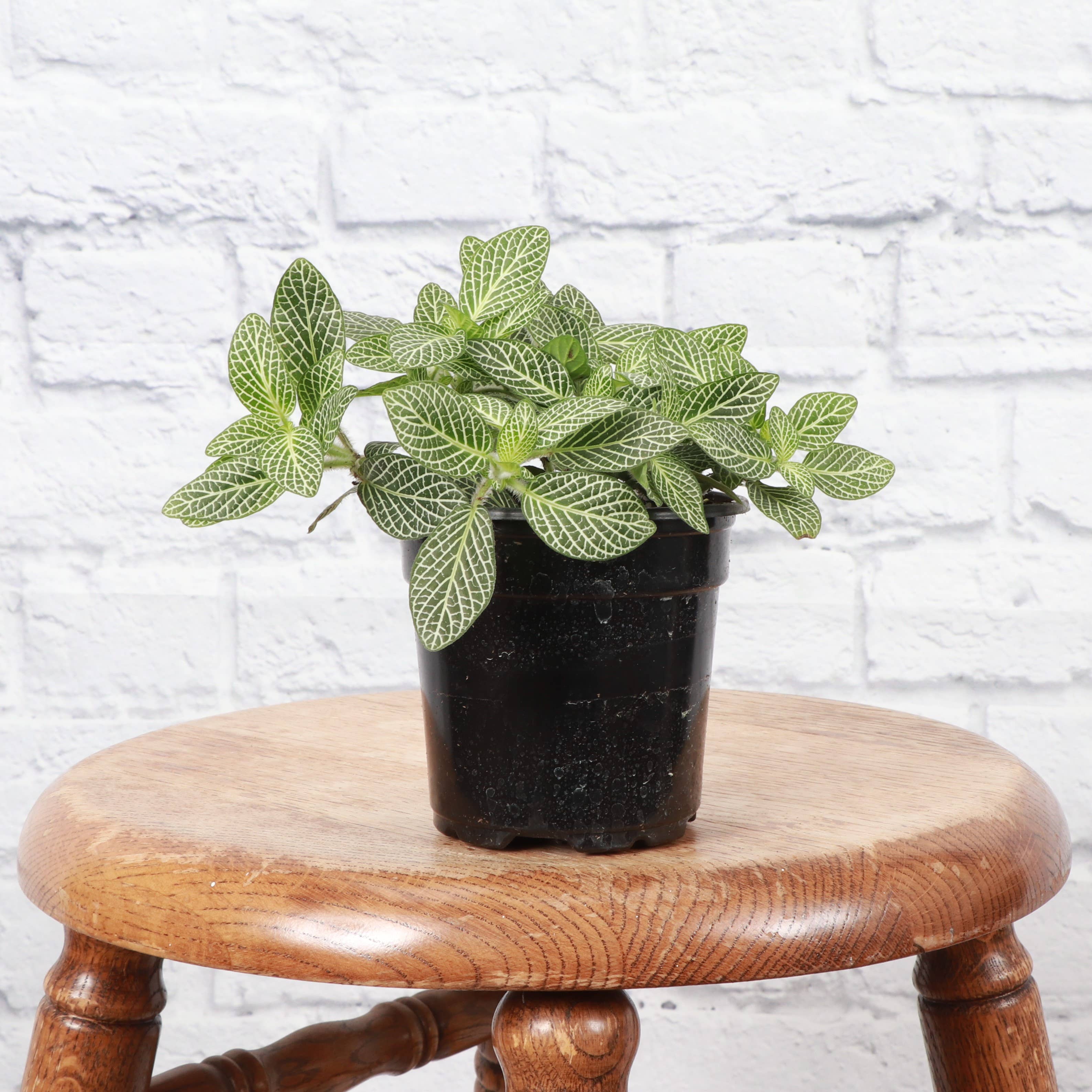 White Fittonia Nerve Plant - 4”